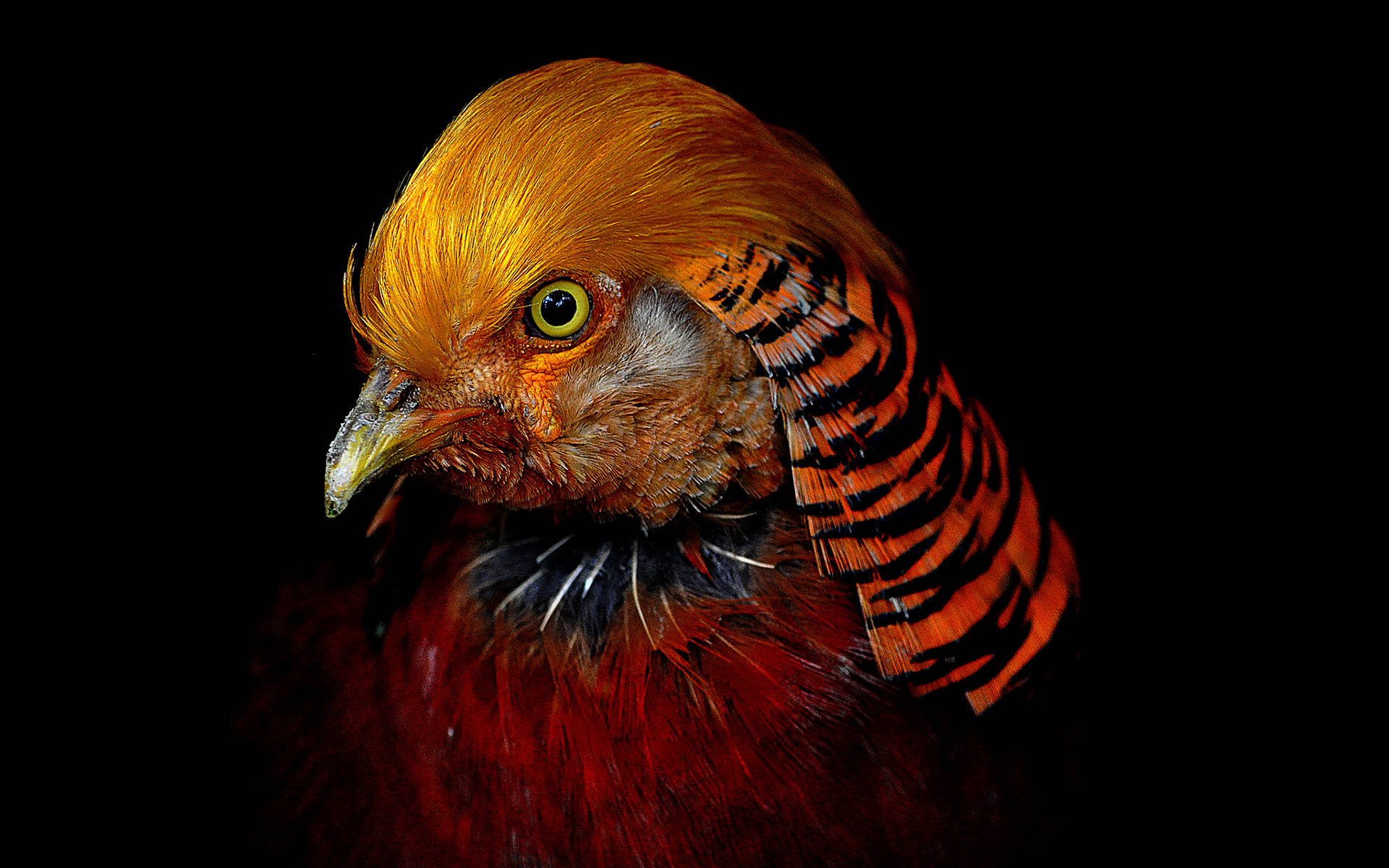 Golden Pheasant Bird Background