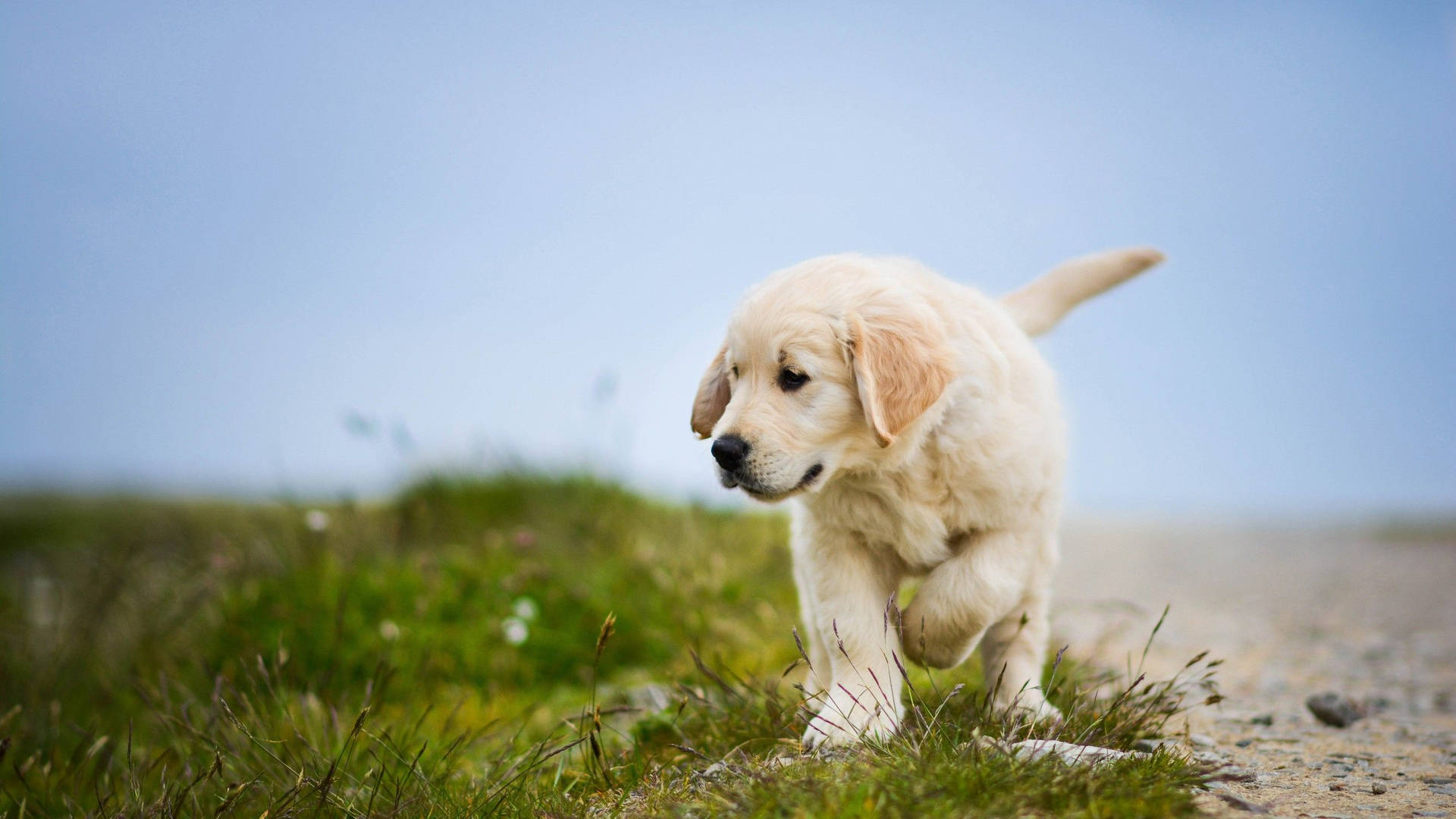 Golden Puppy Adventure Outdoors.jpg Background