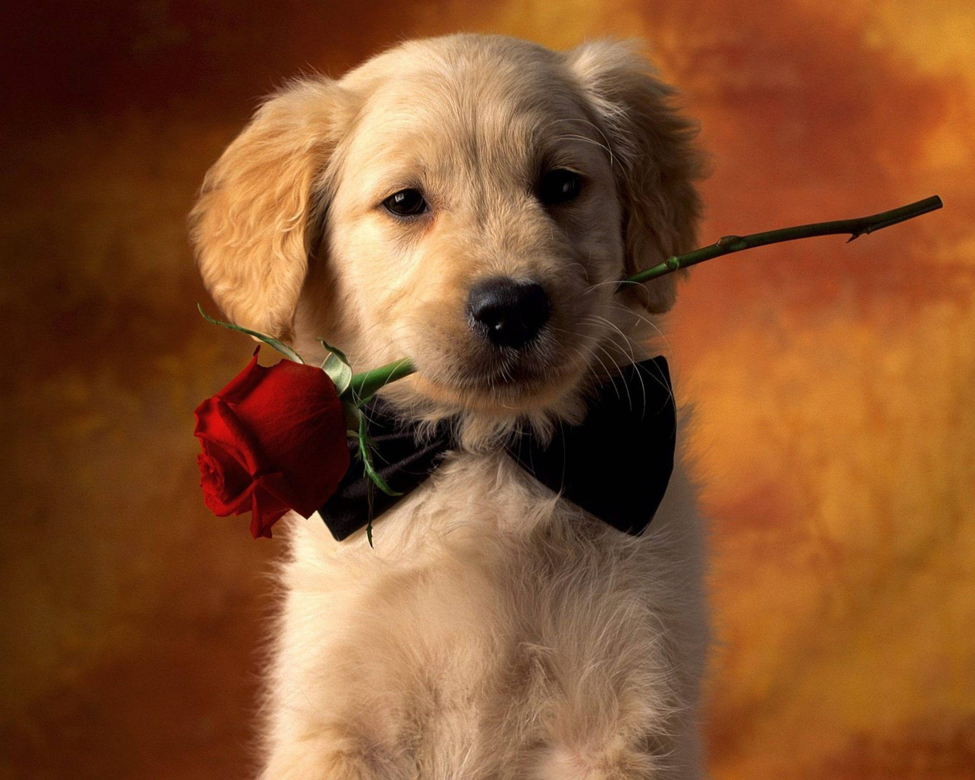 Golden Puppy With Rose Background