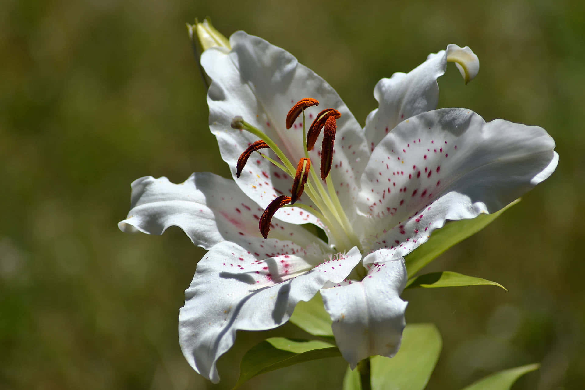 Golden-rayed Lily Flower Background