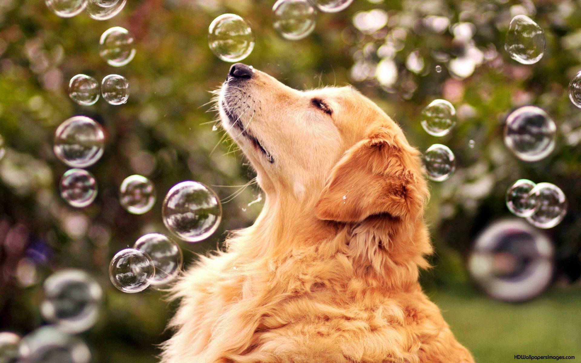 Golden Retriever Admiring Bubbles Background