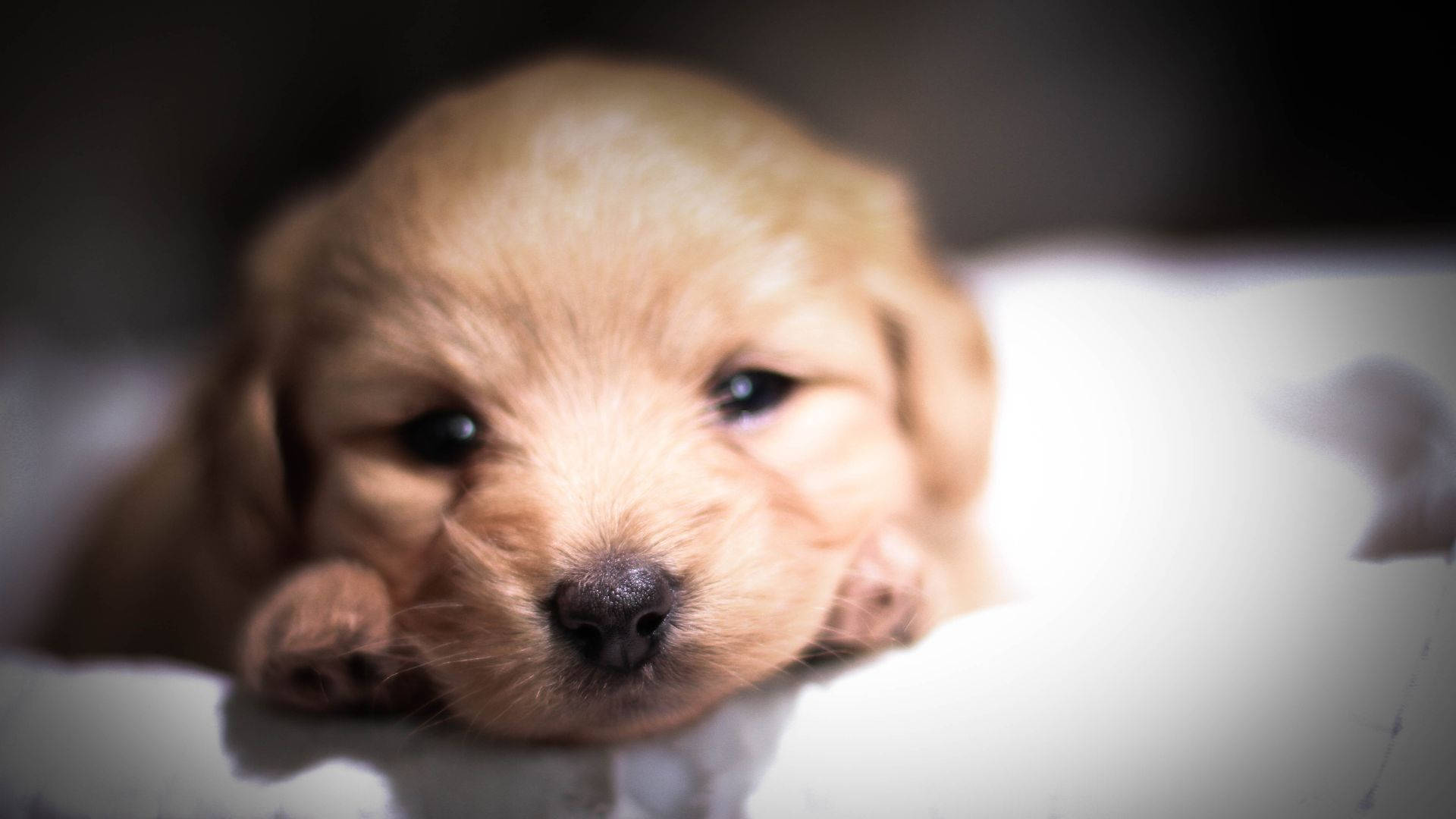 Golden Retriever Baby Dog Relaxes On Bed Background