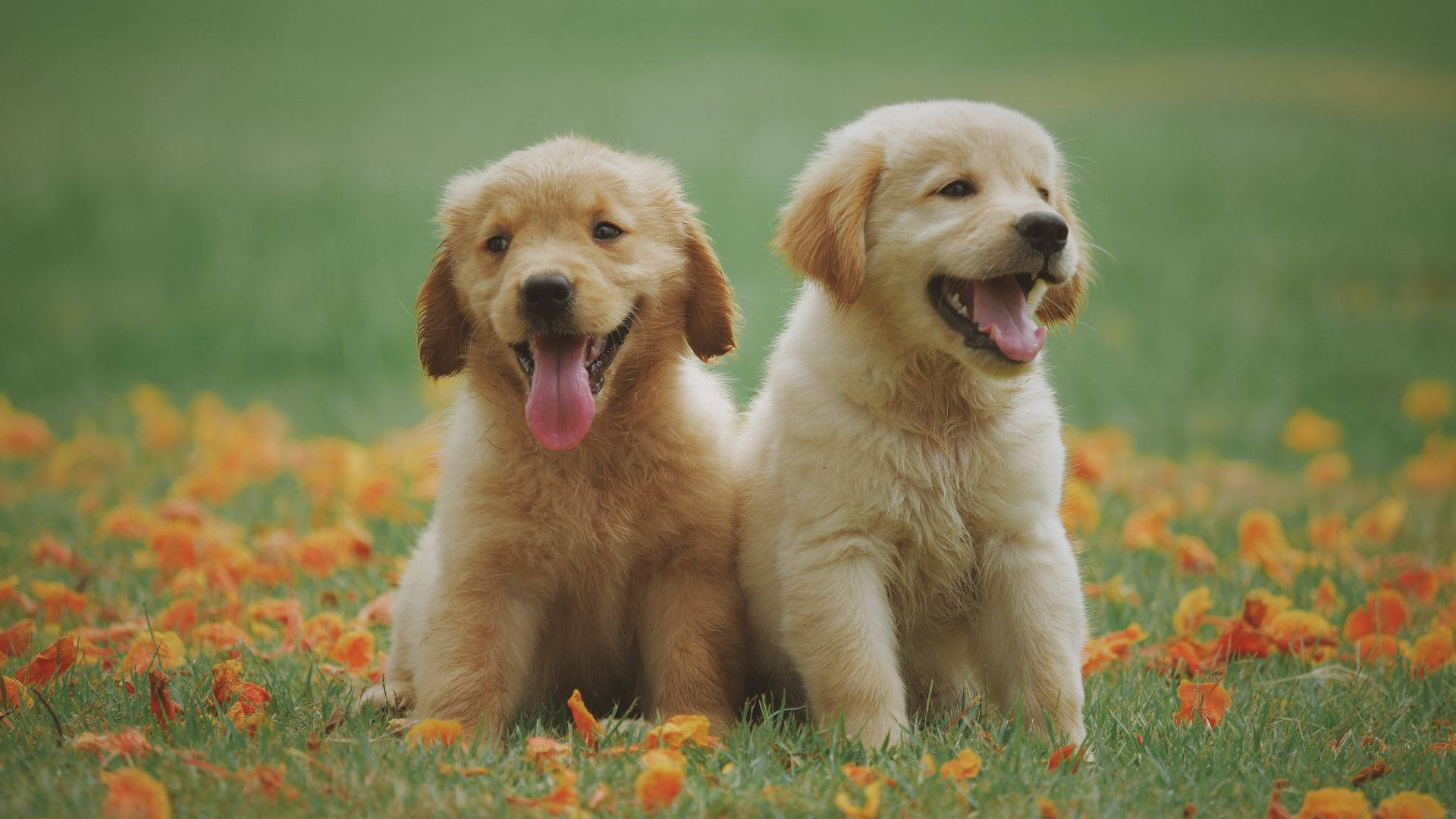 Golden Retriever Baby Dogs In Orange Field Background