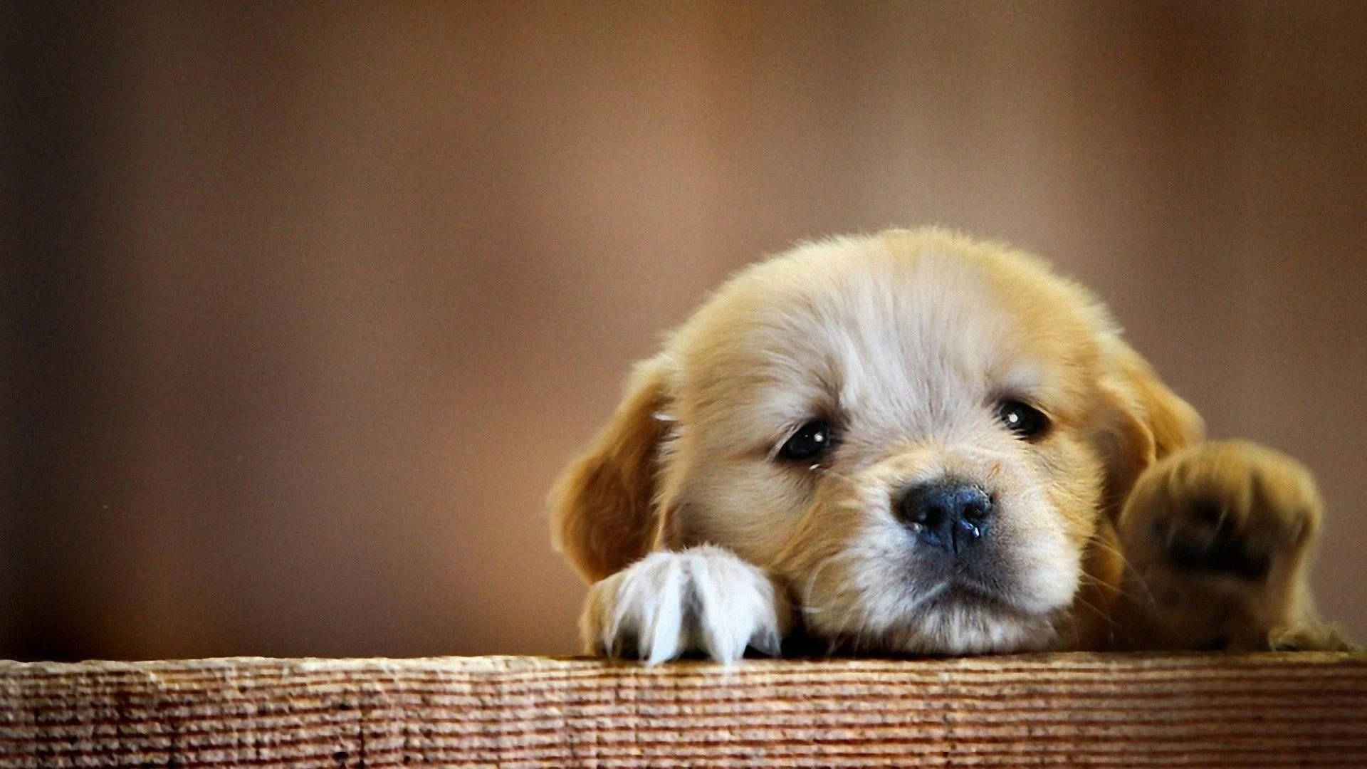 Golden Retriever Cute Puppy Desktop Background