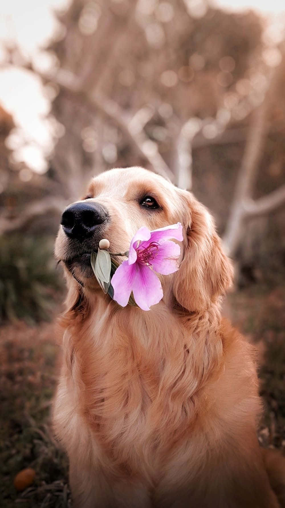 Golden Retriever Dog Aesthetic