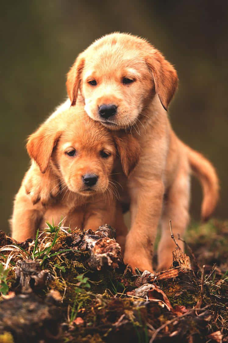 Golden Retriever Dog Breeds Cuddling