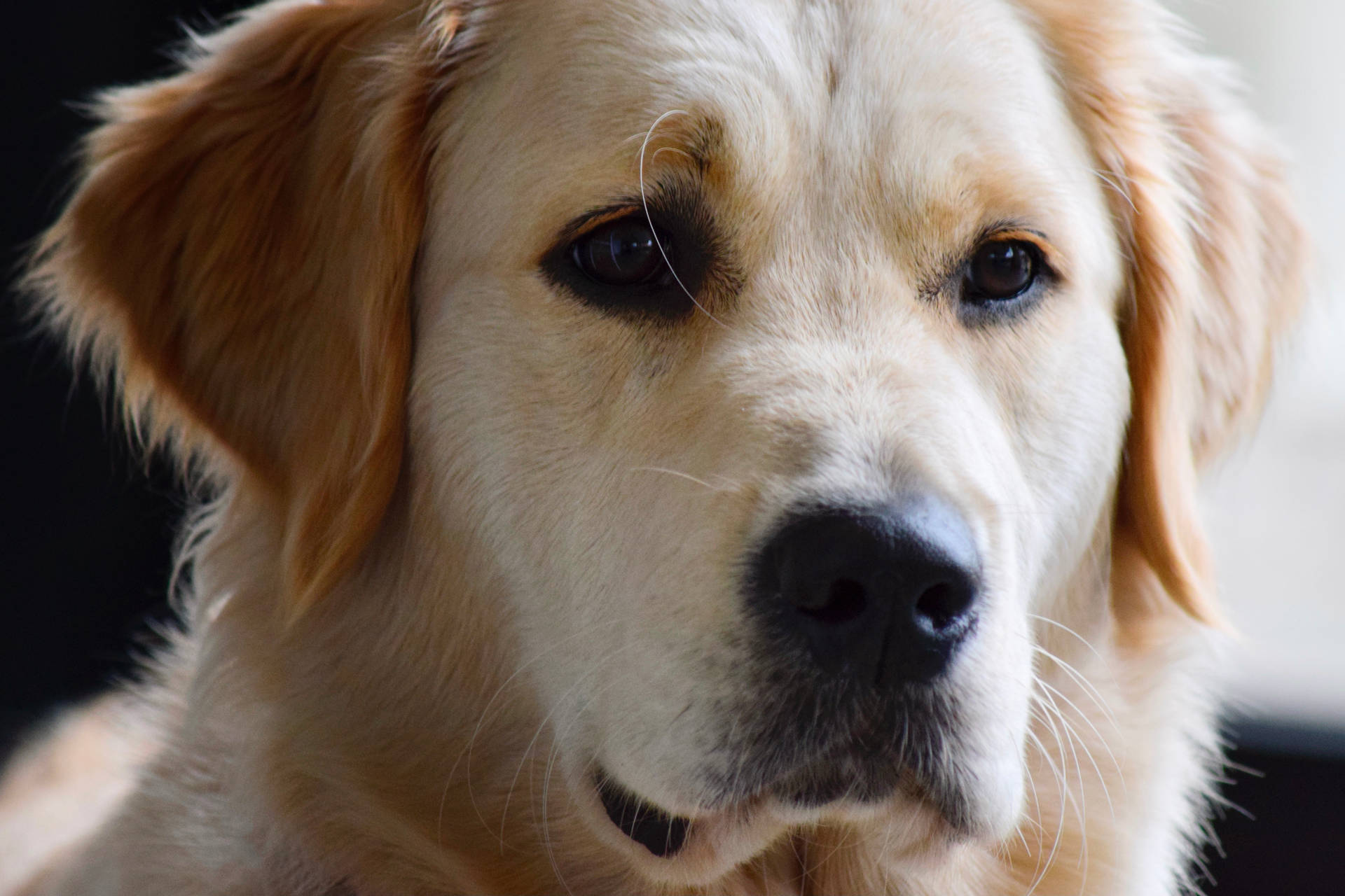 Golden Retriever Dog Close-up Background