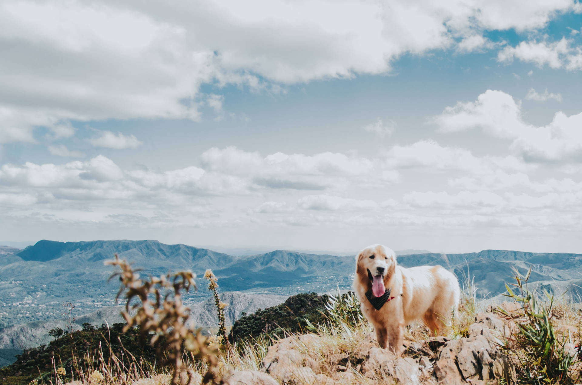 Golden Retriever Dog Mountain Top Background
