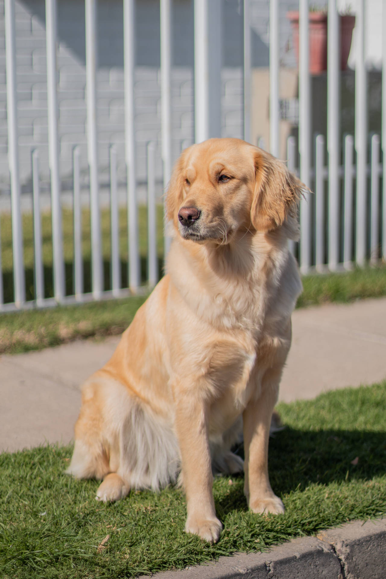 Golden Retriever Dog Sitting Upright Background