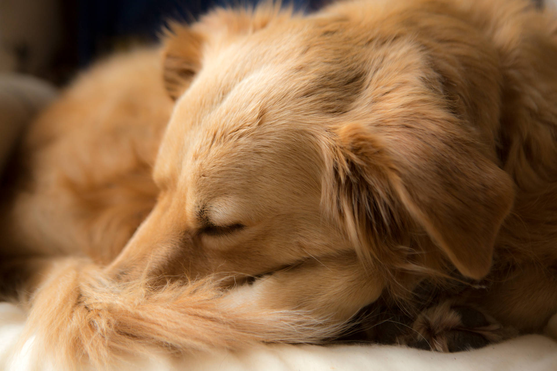 Golden Retriever Dog Sleeping Curled Background