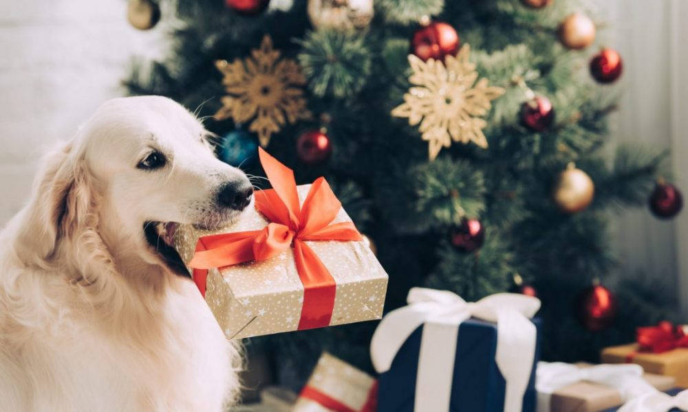 Golden Retriever Dog With Christmas Present Background