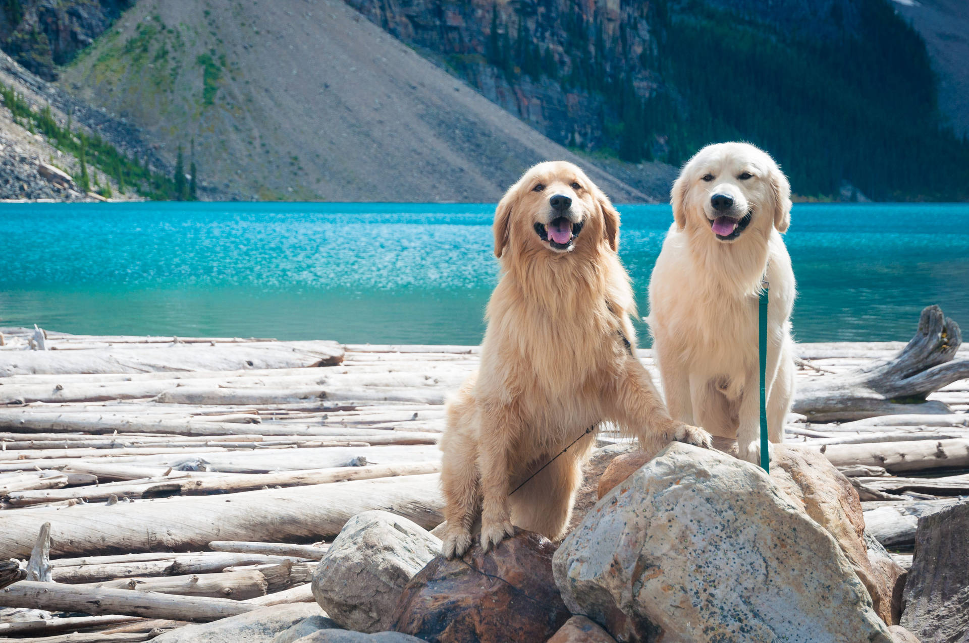 Golden Retriever Dogs On Vacation Background