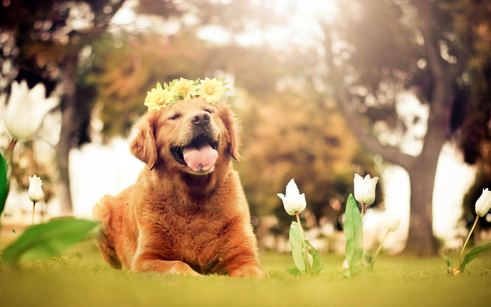 Golden Retriever Flower Crown Springtime Background