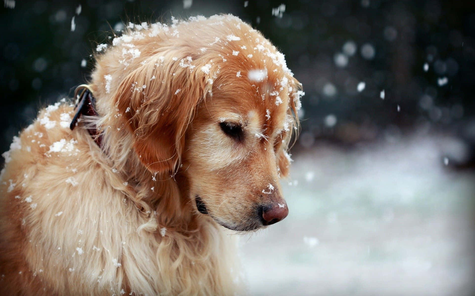 Golden Retriever In The Snow
