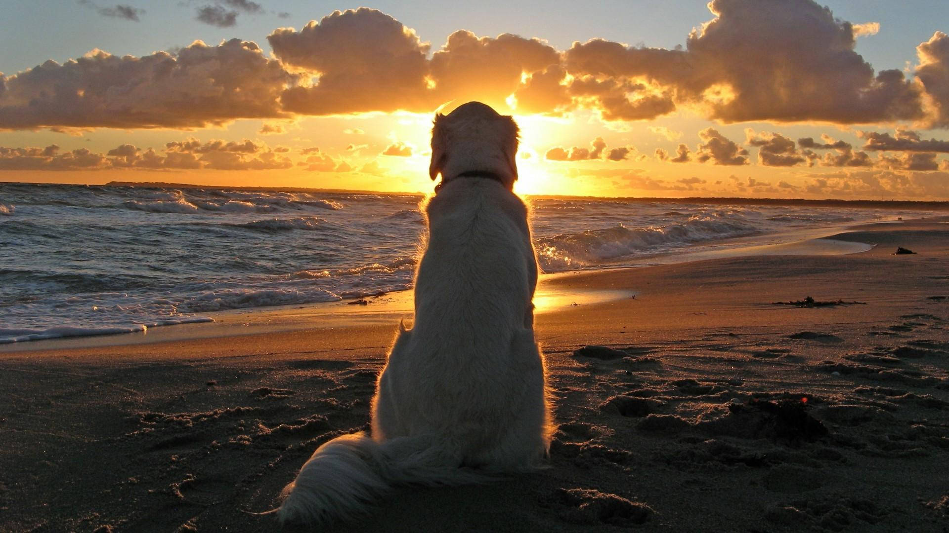 Golden Retriever On Beach Sunset Background