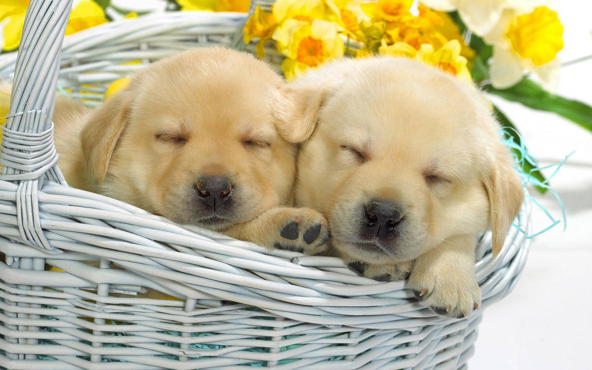 Golden Retriever Puppies At Basket Background