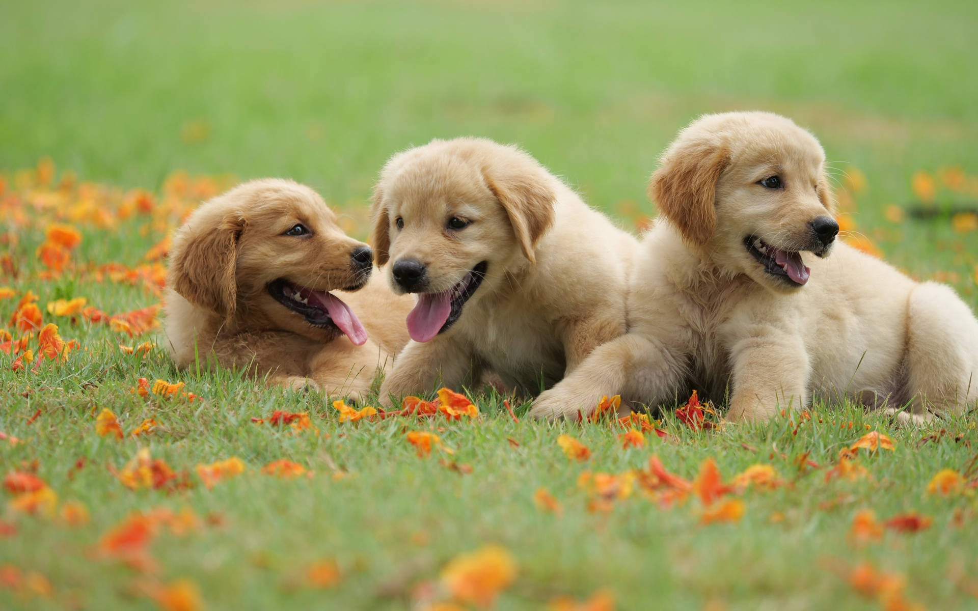 Golden Retriever Puppies At Spring Background