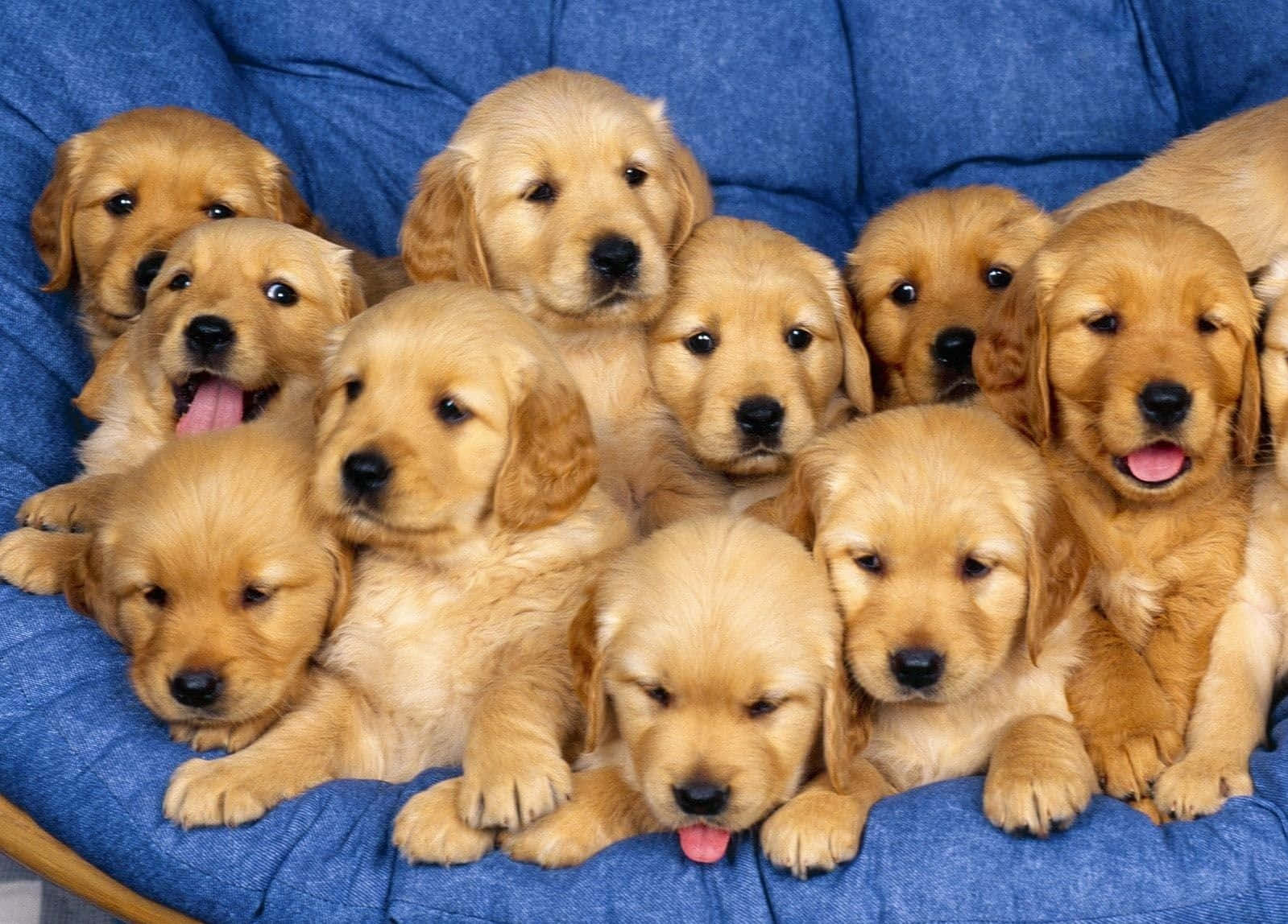 Golden Retriever Puppies In A Blue Chair Background