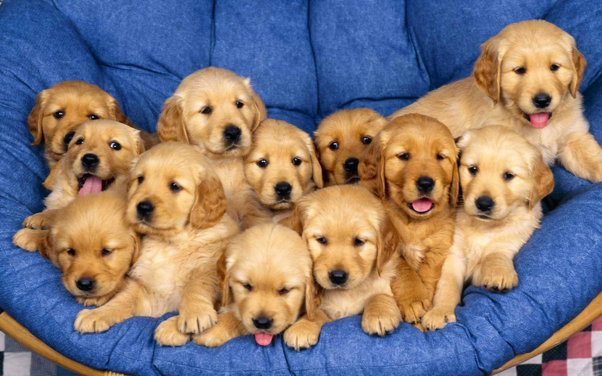 Golden Retriever Puppies On Couch Background