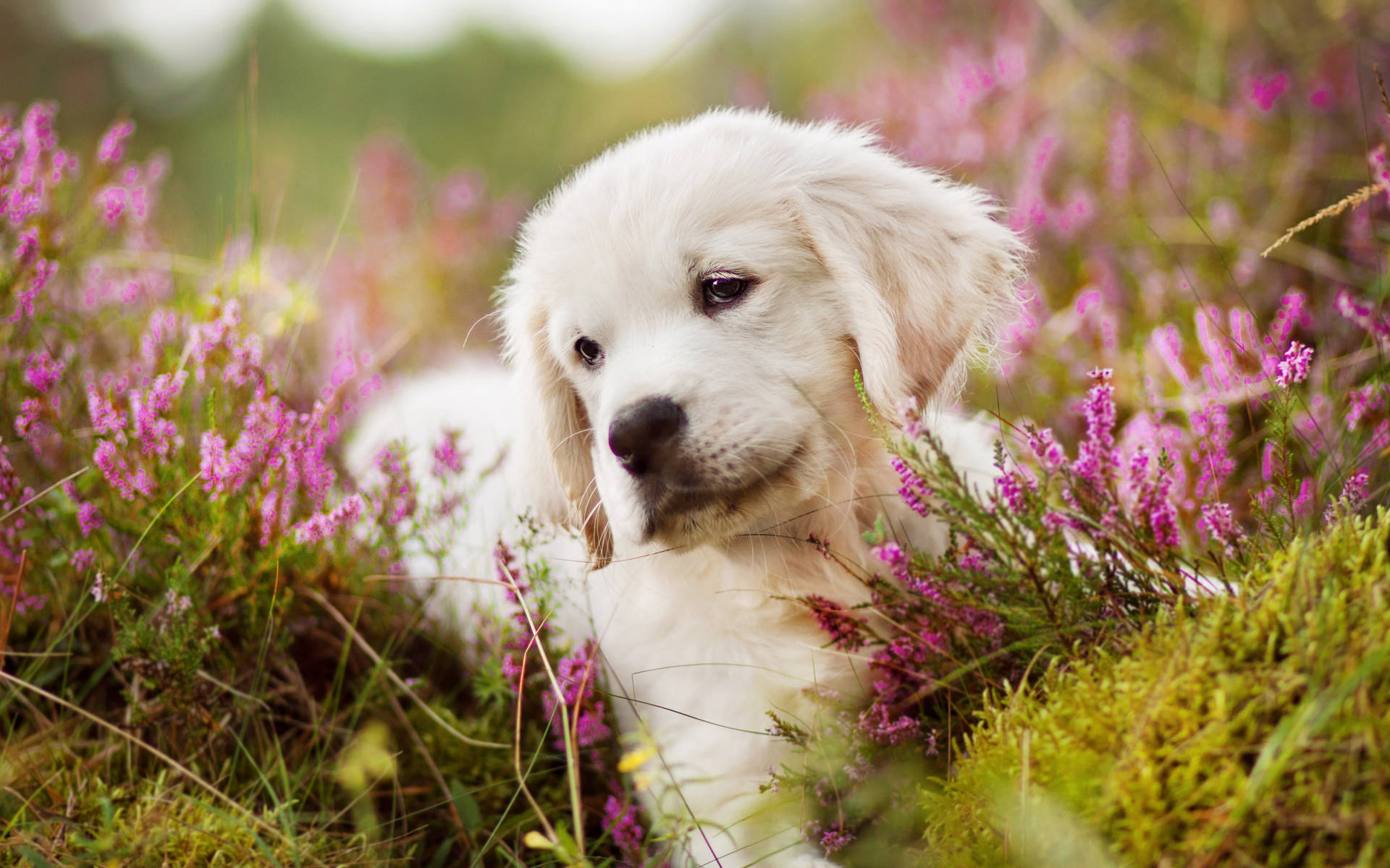 Golden Retriever Puppy And Calluna Background