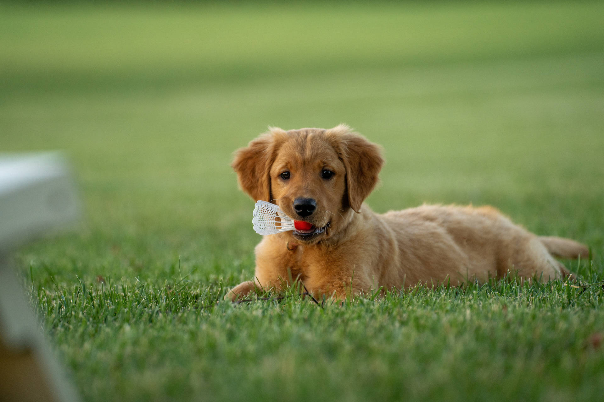 Golden Retriever Puppy At Field Background