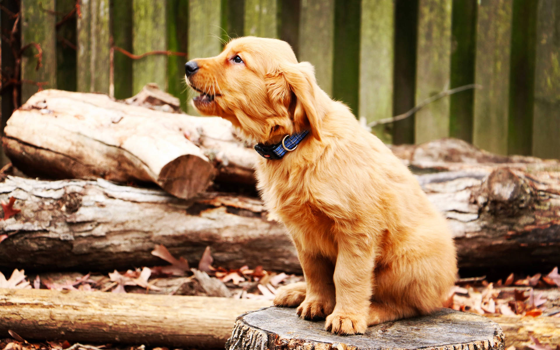 Golden Retriever Puppy At Woods Background