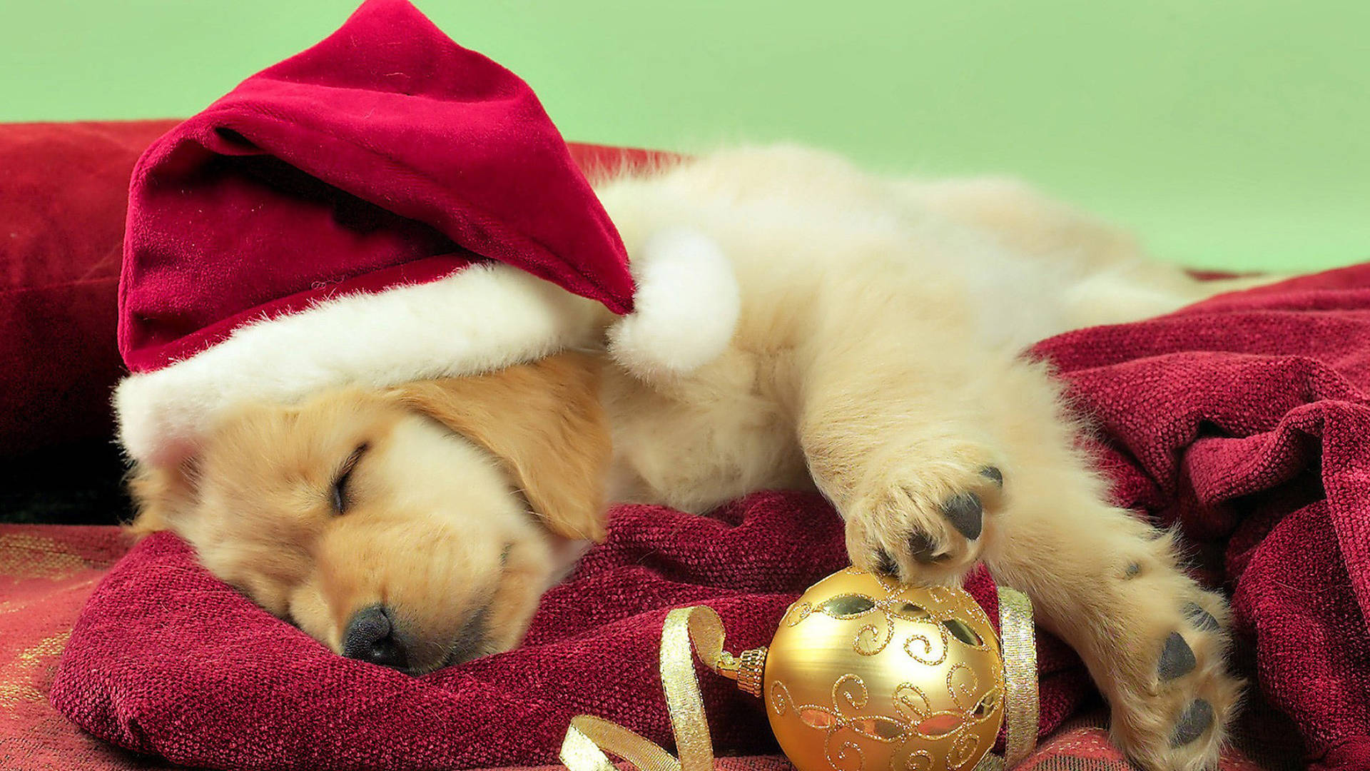 Golden Retriever Puppy Christmas Background