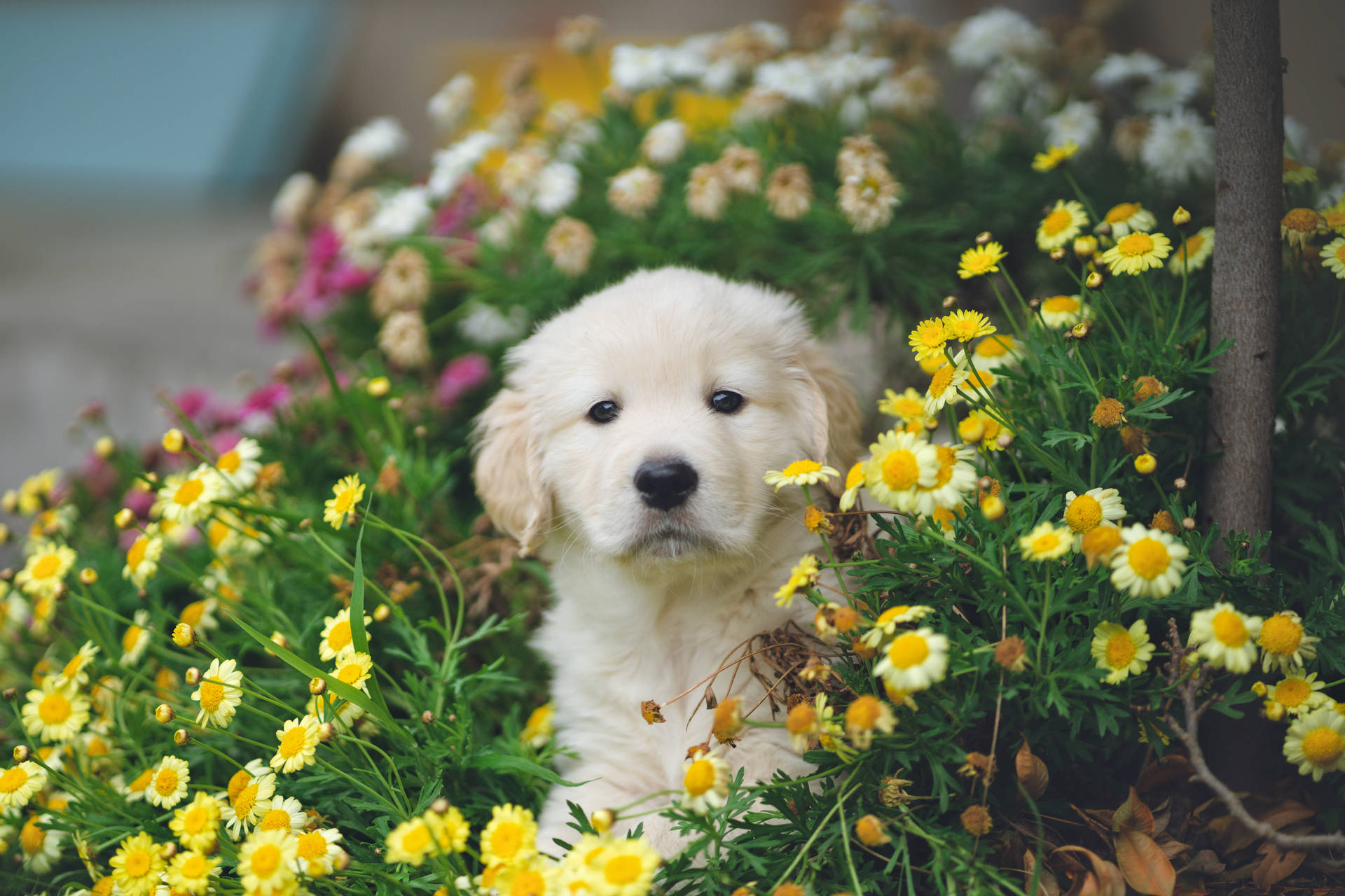 Golden Retriever Puppy Daisies Background