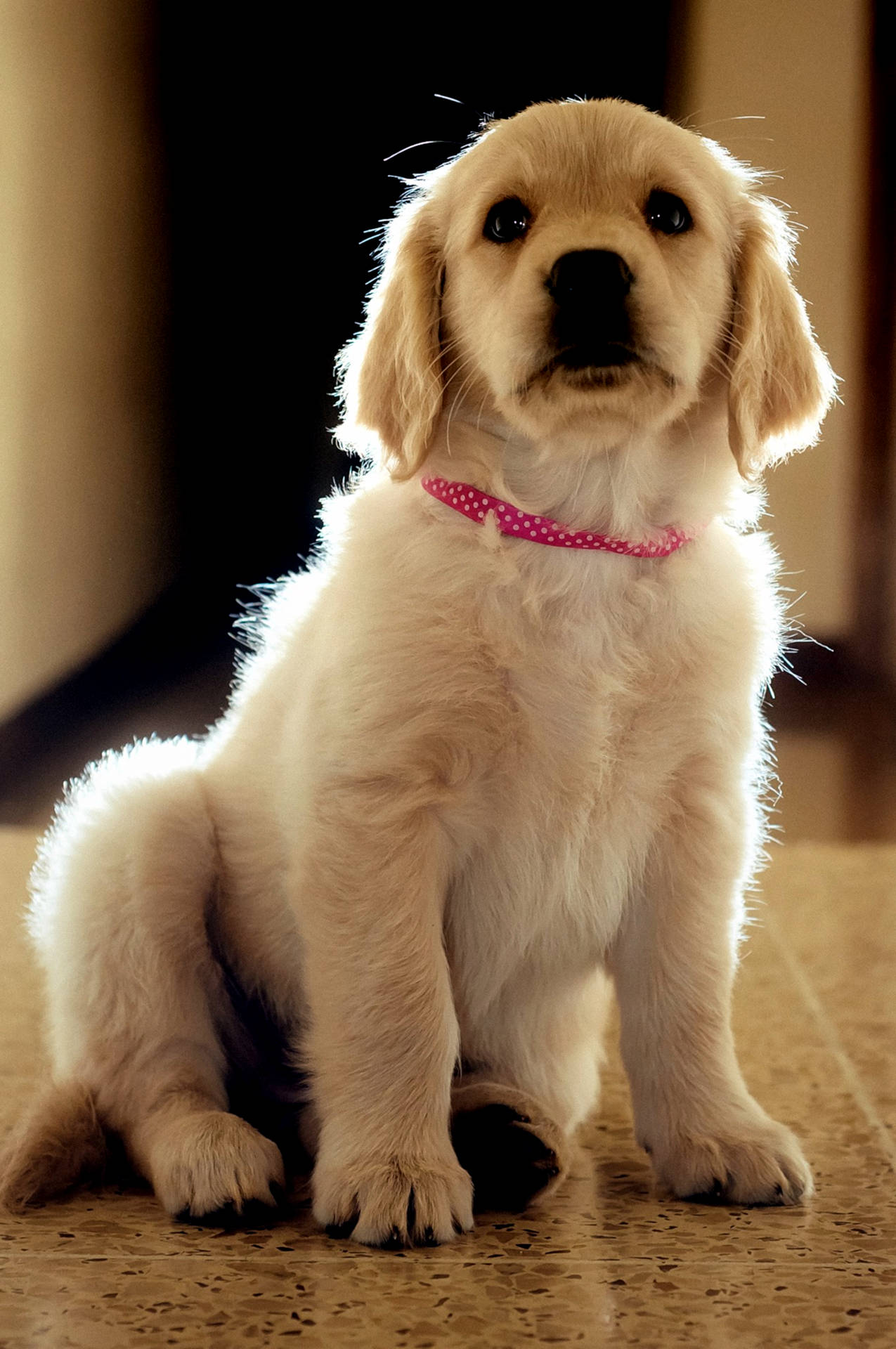 Golden Retriever Puppy Dotted Collar Background
