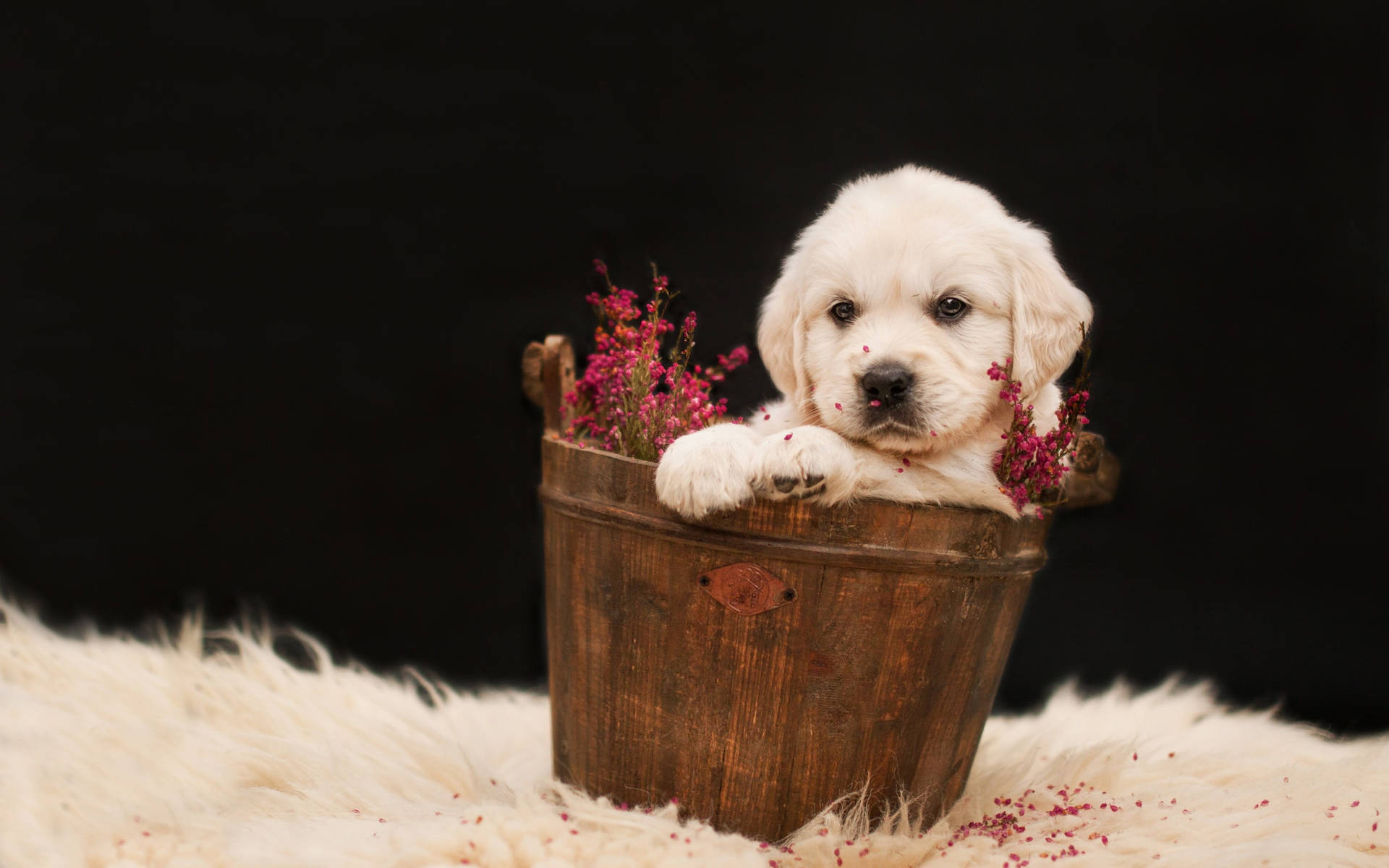 Golden Retriever Puppy In Bucket Background