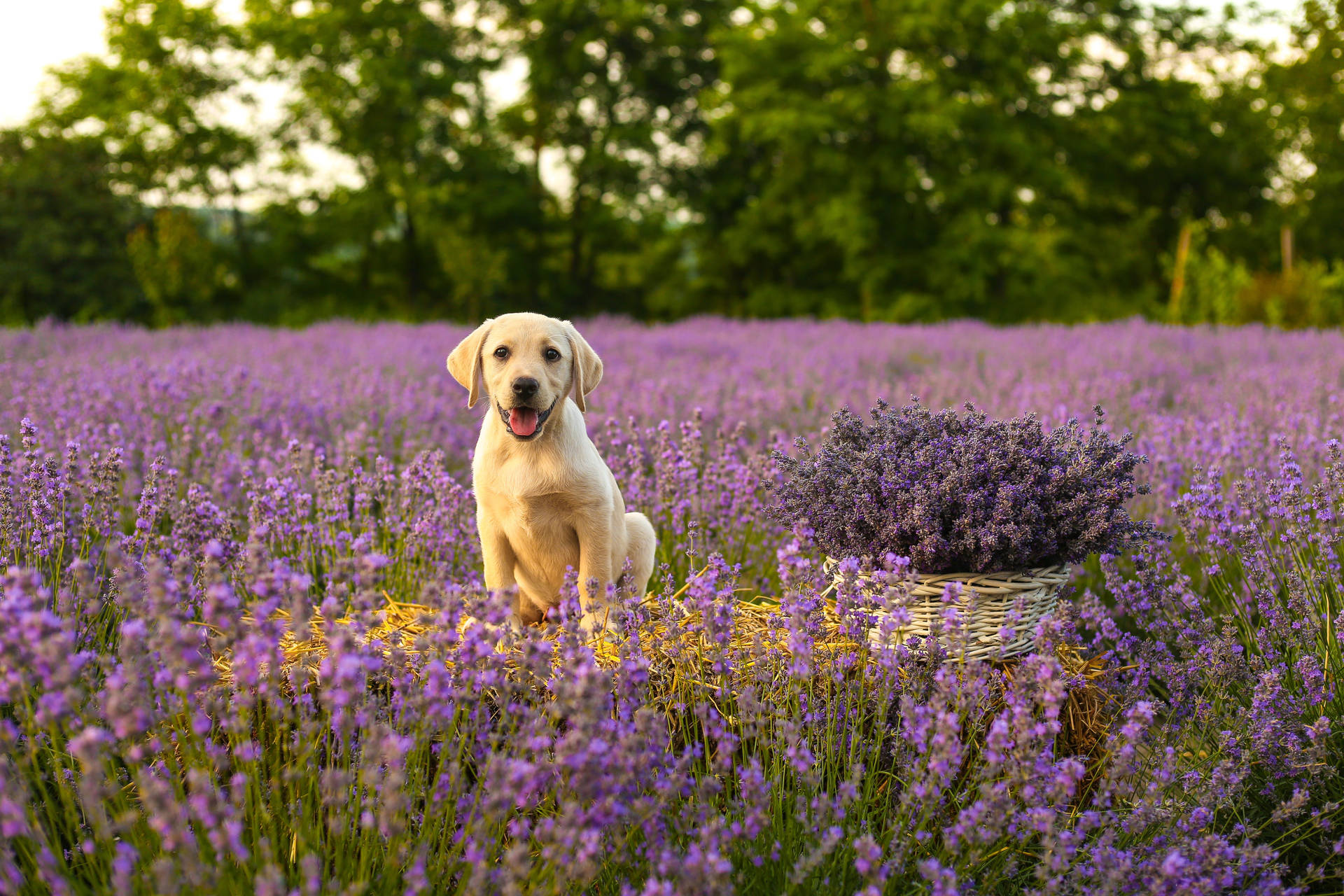 Golden Retriever Puppy Lavender Field Background