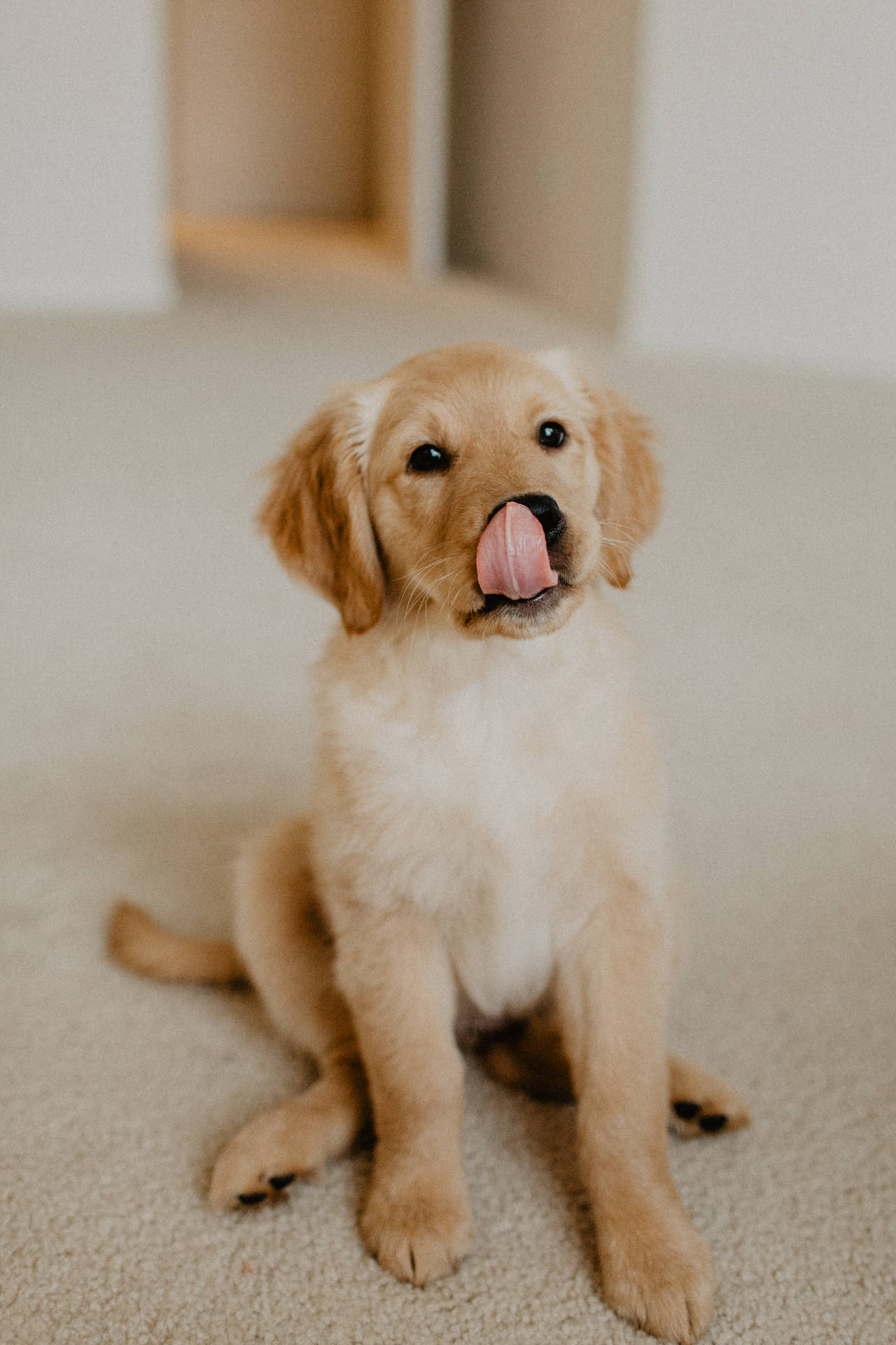 Golden Retriever Puppy Licking Face Background