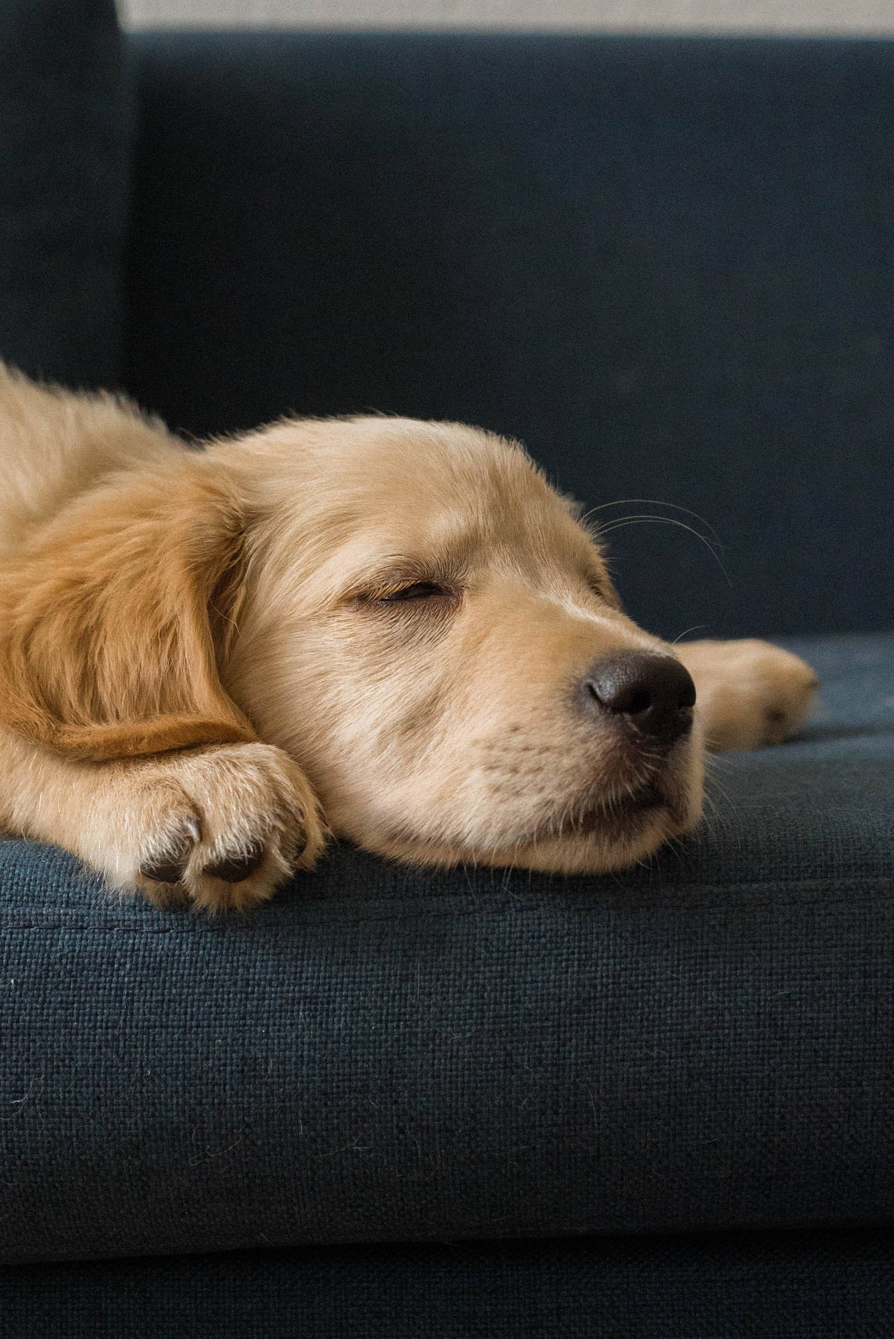 Golden Retriever Puppy On Couch Background