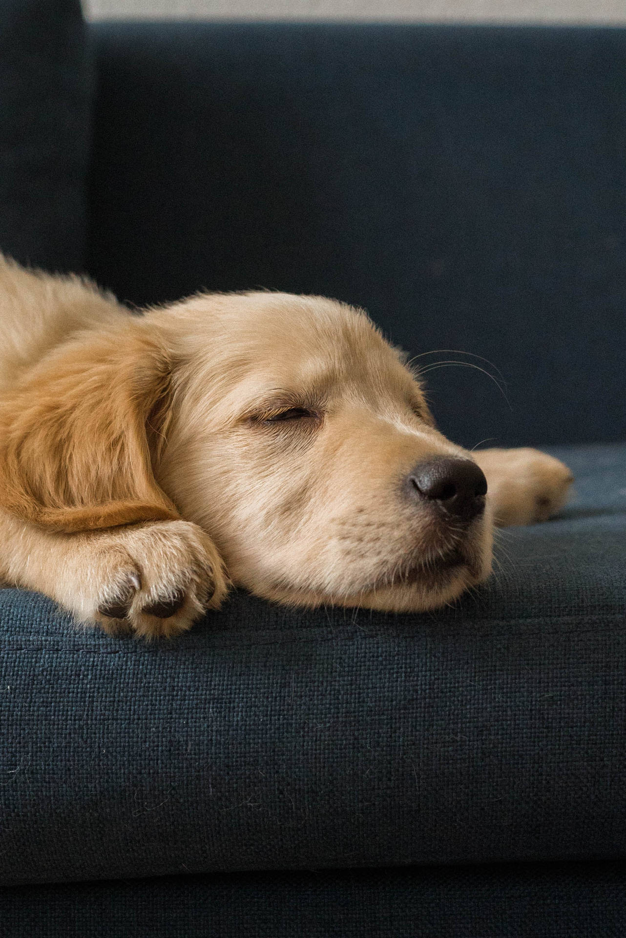 Golden Retriever Puppy On Couch