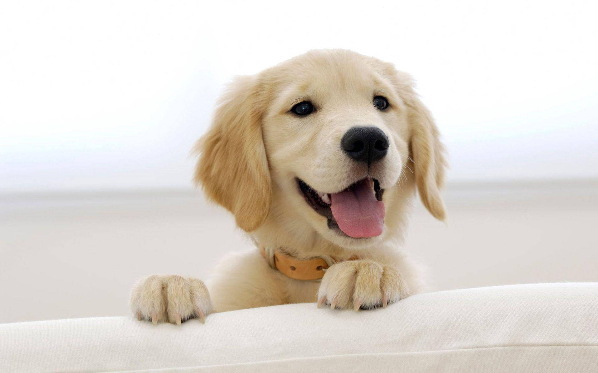 Golden Retriever Puppy Peeking Over Edge Background