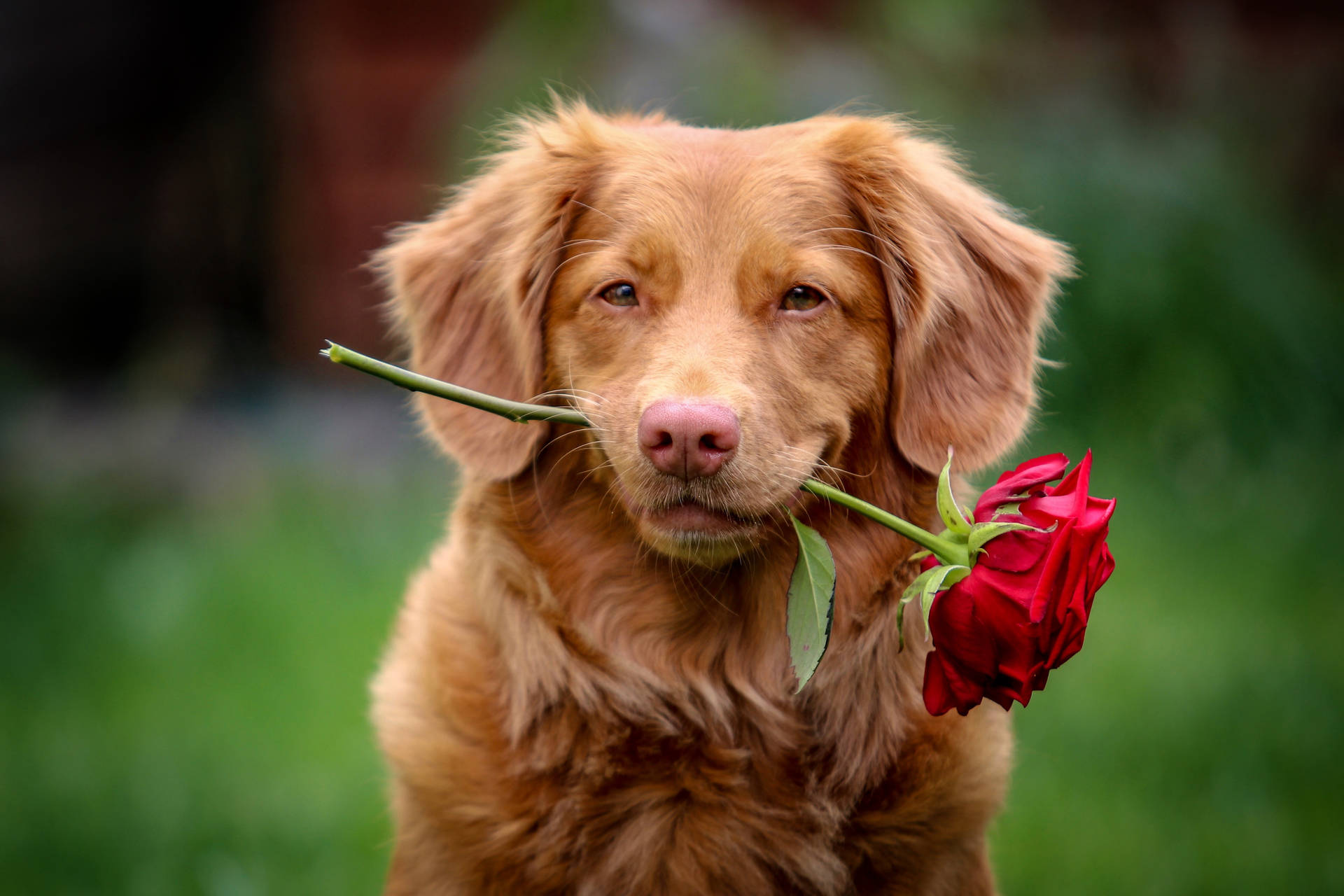 Golden Retriever Puppy Red Rose Background