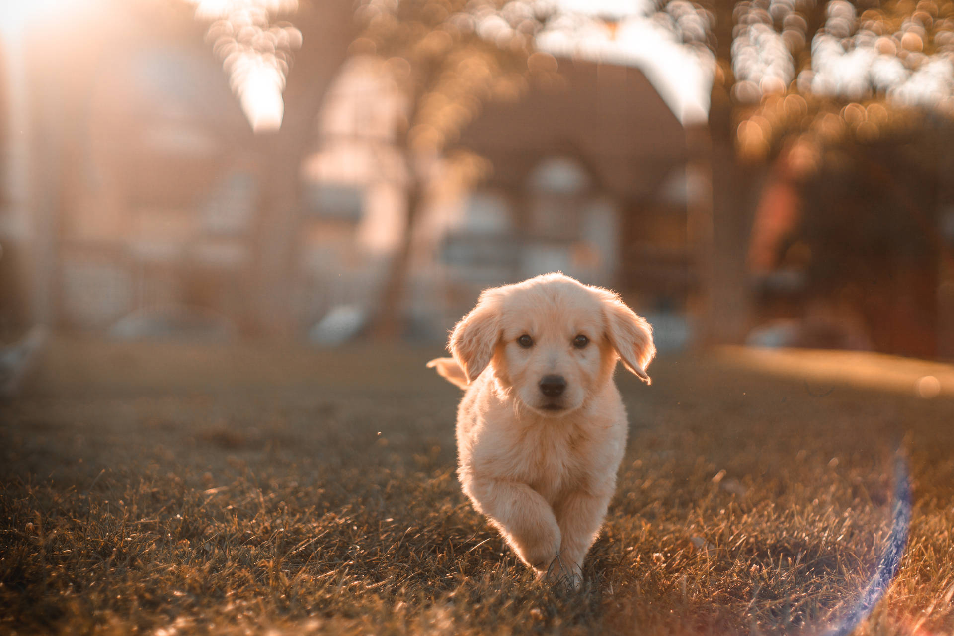 Golden Retriever Puppy Running Background