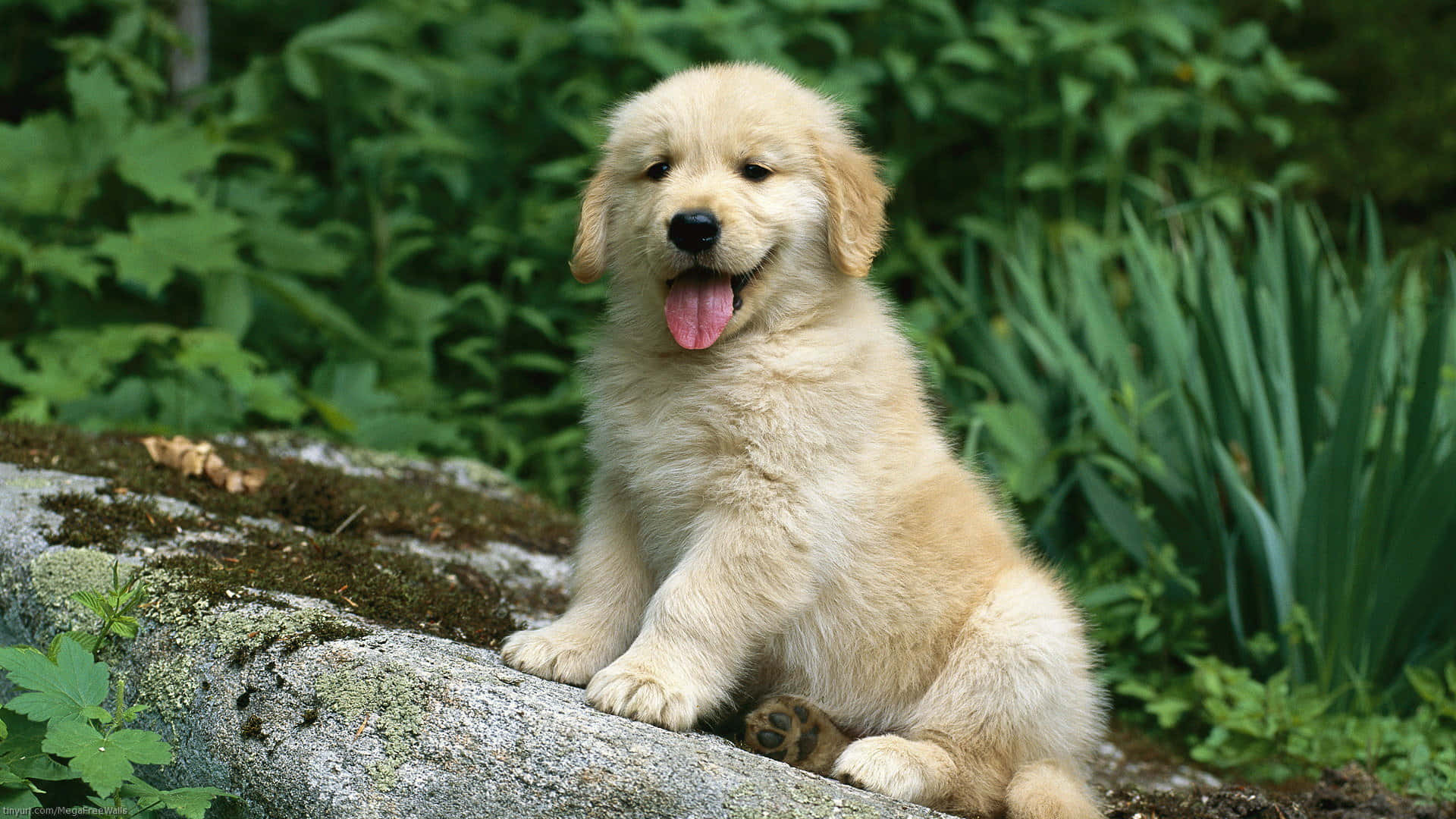Golden Retriever Puppy Sitting On A Rock Background