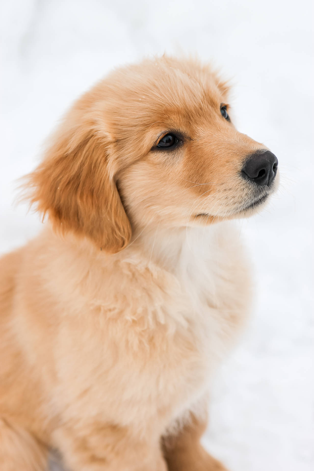 Golden Retriever Puppy Snow Day Background