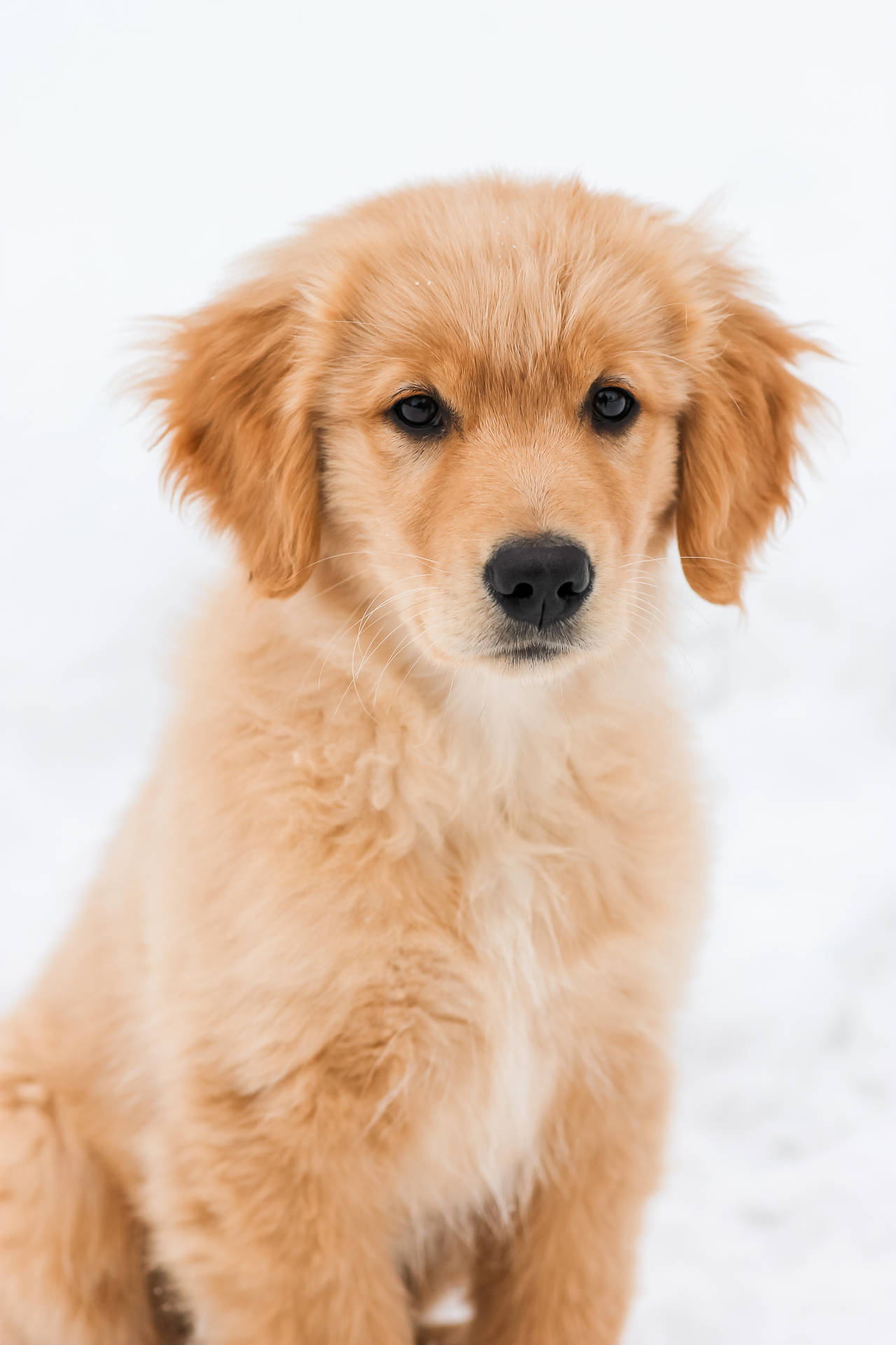 Golden Retriever Puppy Snowy Ground Background