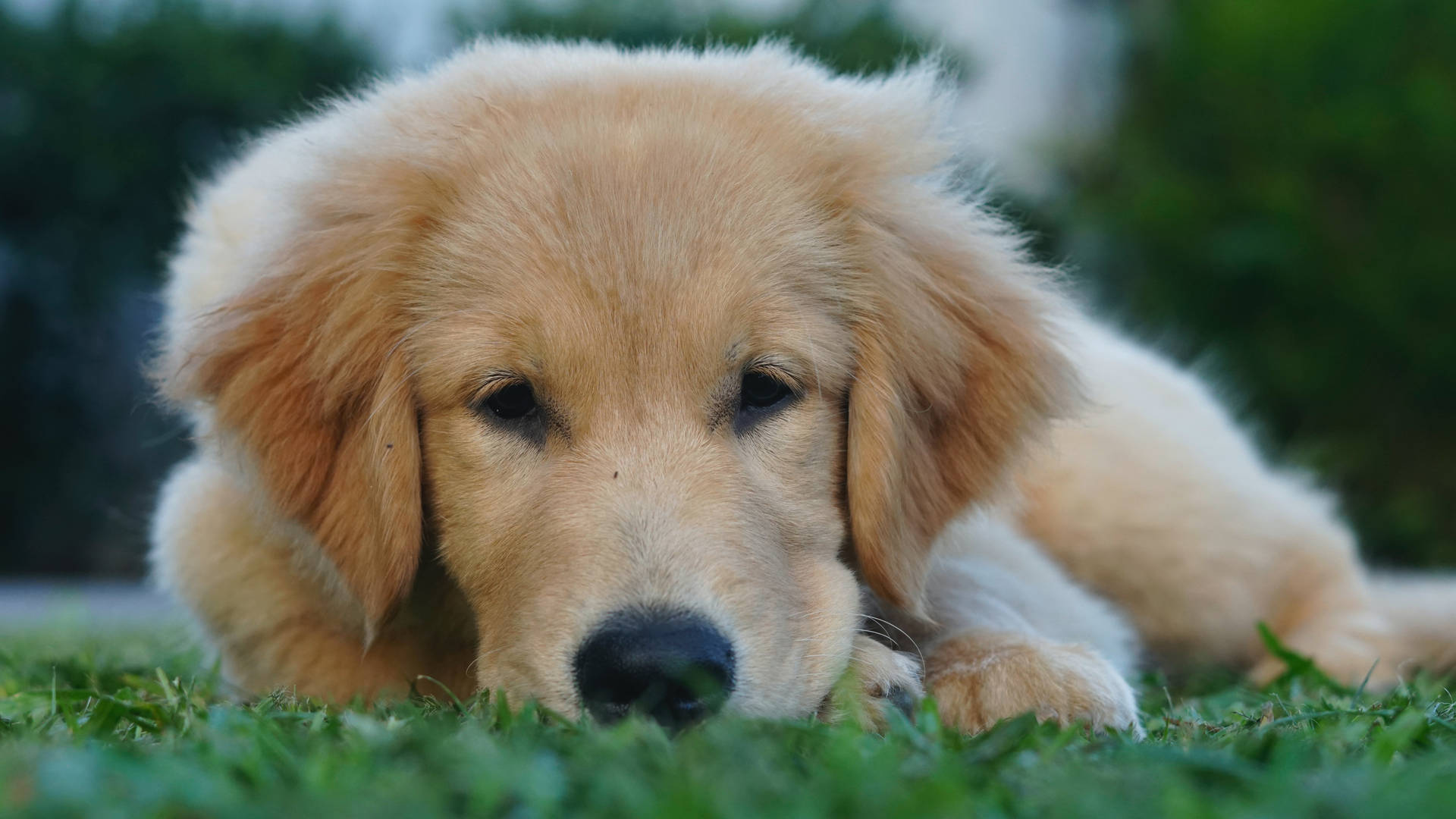 Golden Retriever Puppy Stare Background