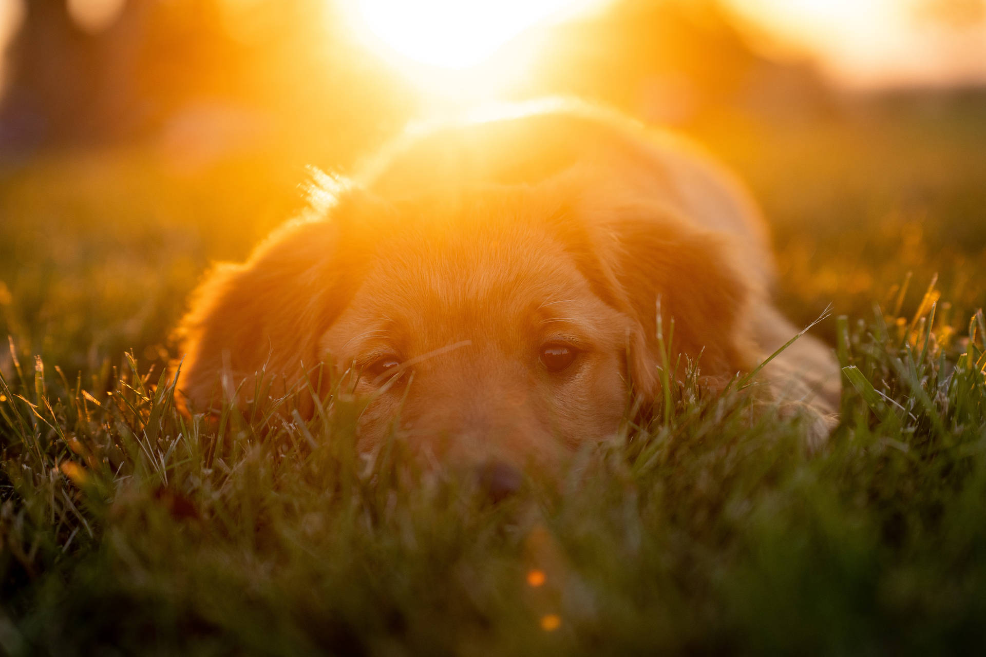 Golden Retriever Puppy Sunset Shot Background