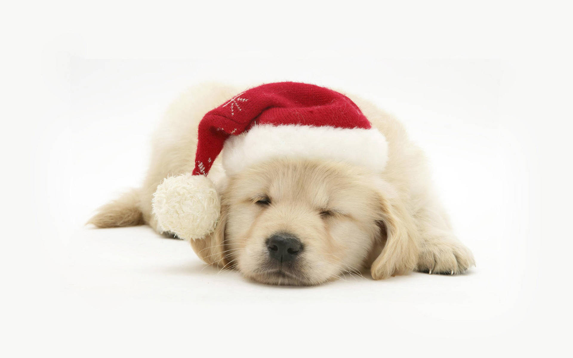Golden Retriever Puppy With Santa Hat Background