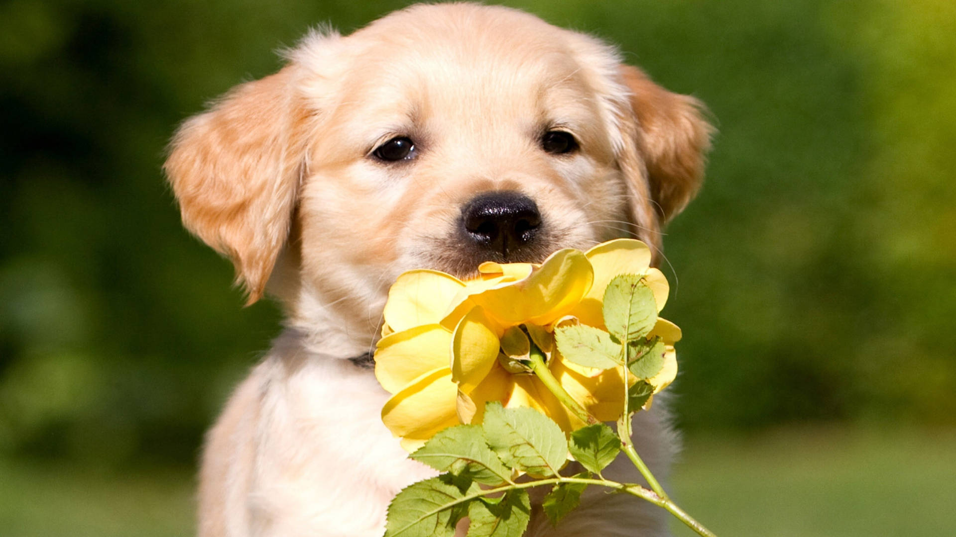 Golden Retriever Puppy Yellow Rose