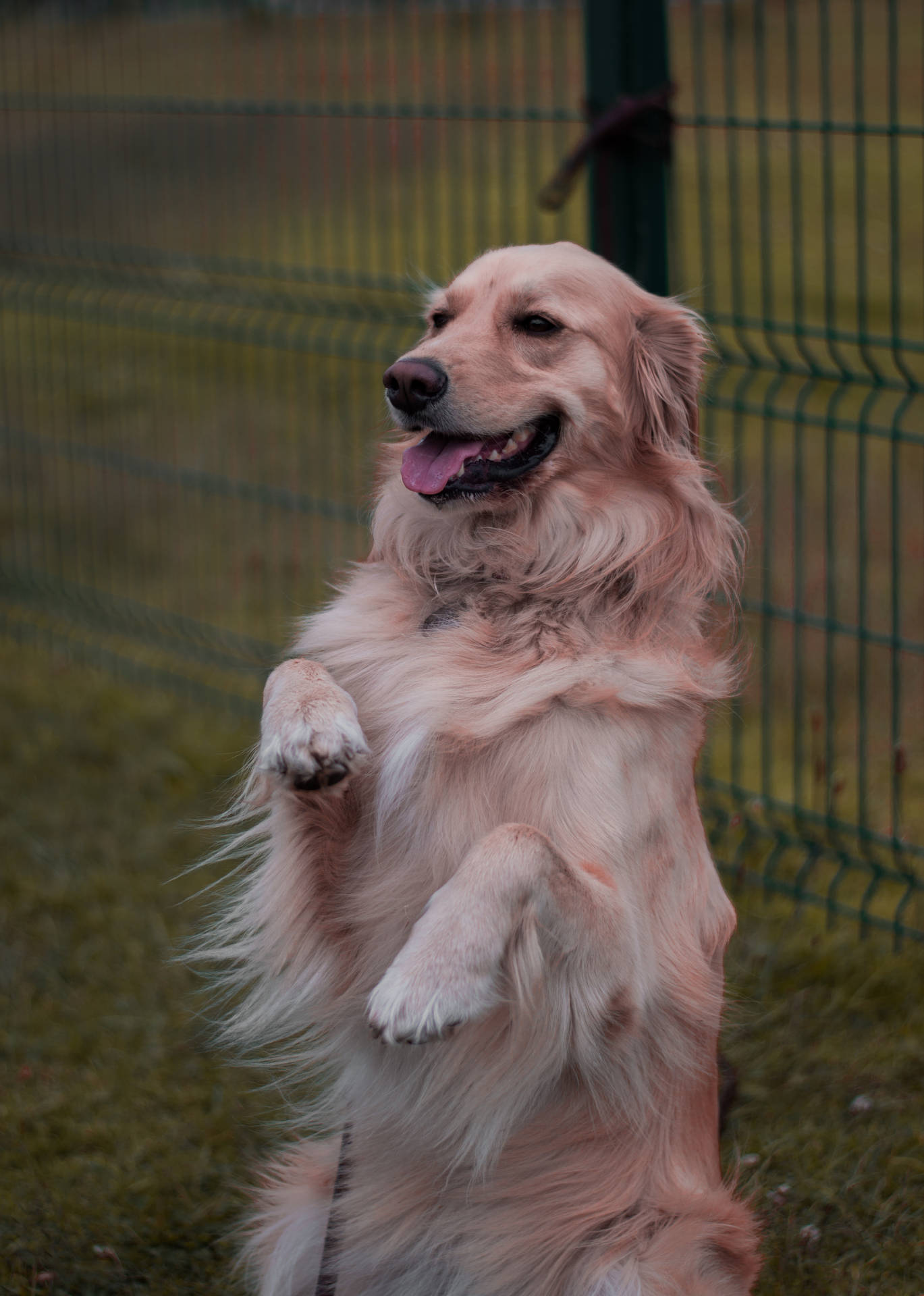 Golden Retriever Standing Near Fence