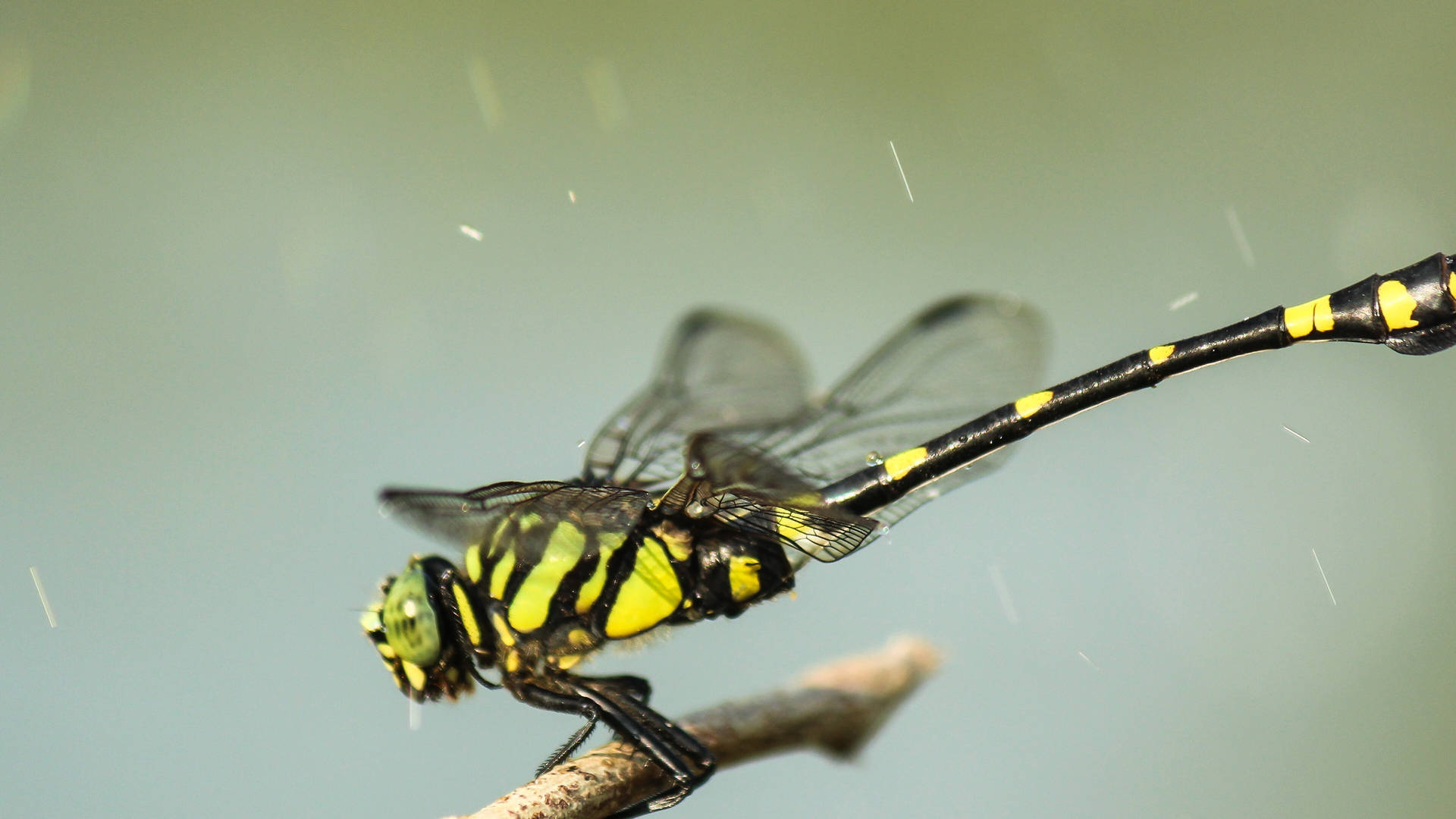 Golden-ringed Dragonfly Background