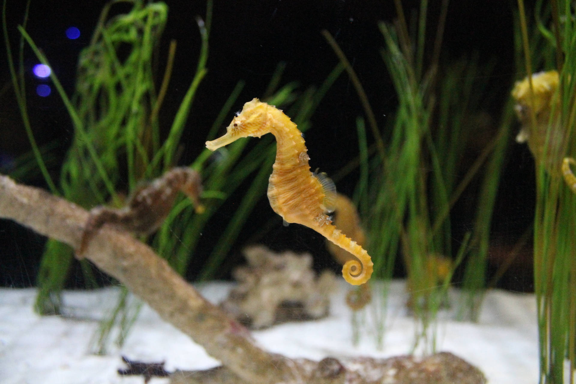 Golden Seahorse Aquarium Background