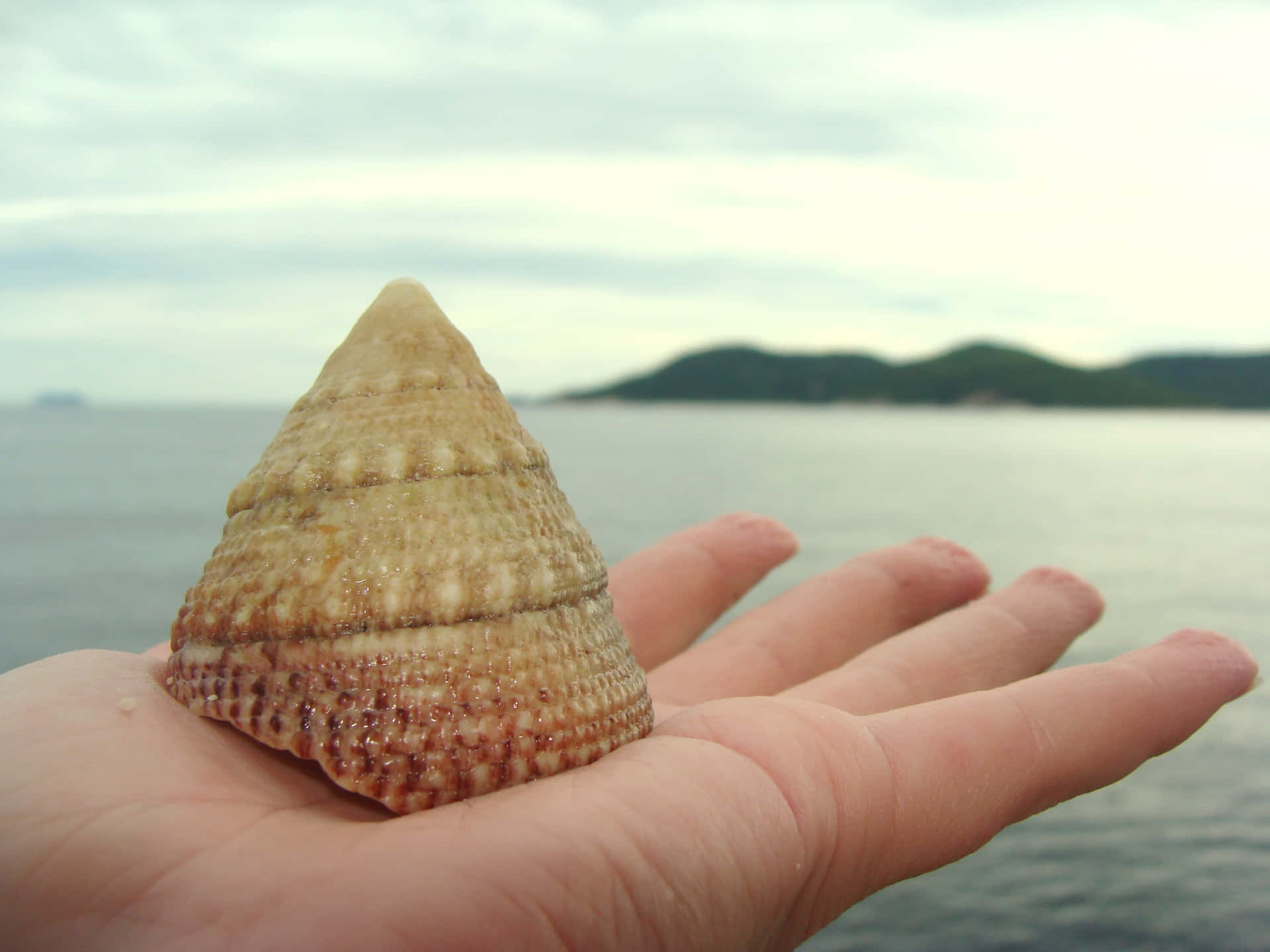 Golden Seashell On A Hand Background