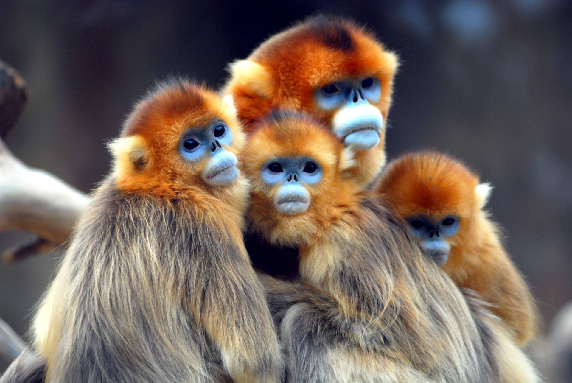 Golden Snub Nosed Monkeys