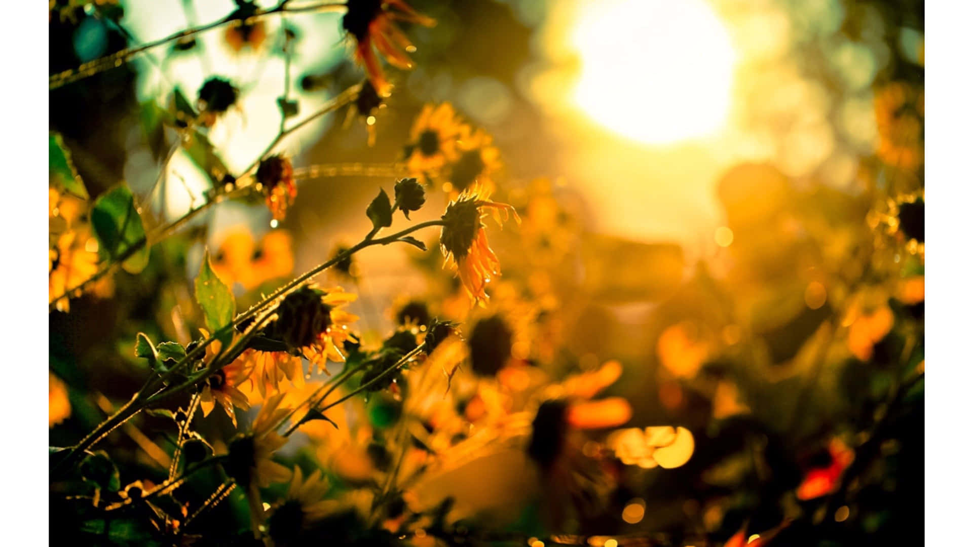 Golden Summer Sunset Flowers4 K Ultra Wide Background